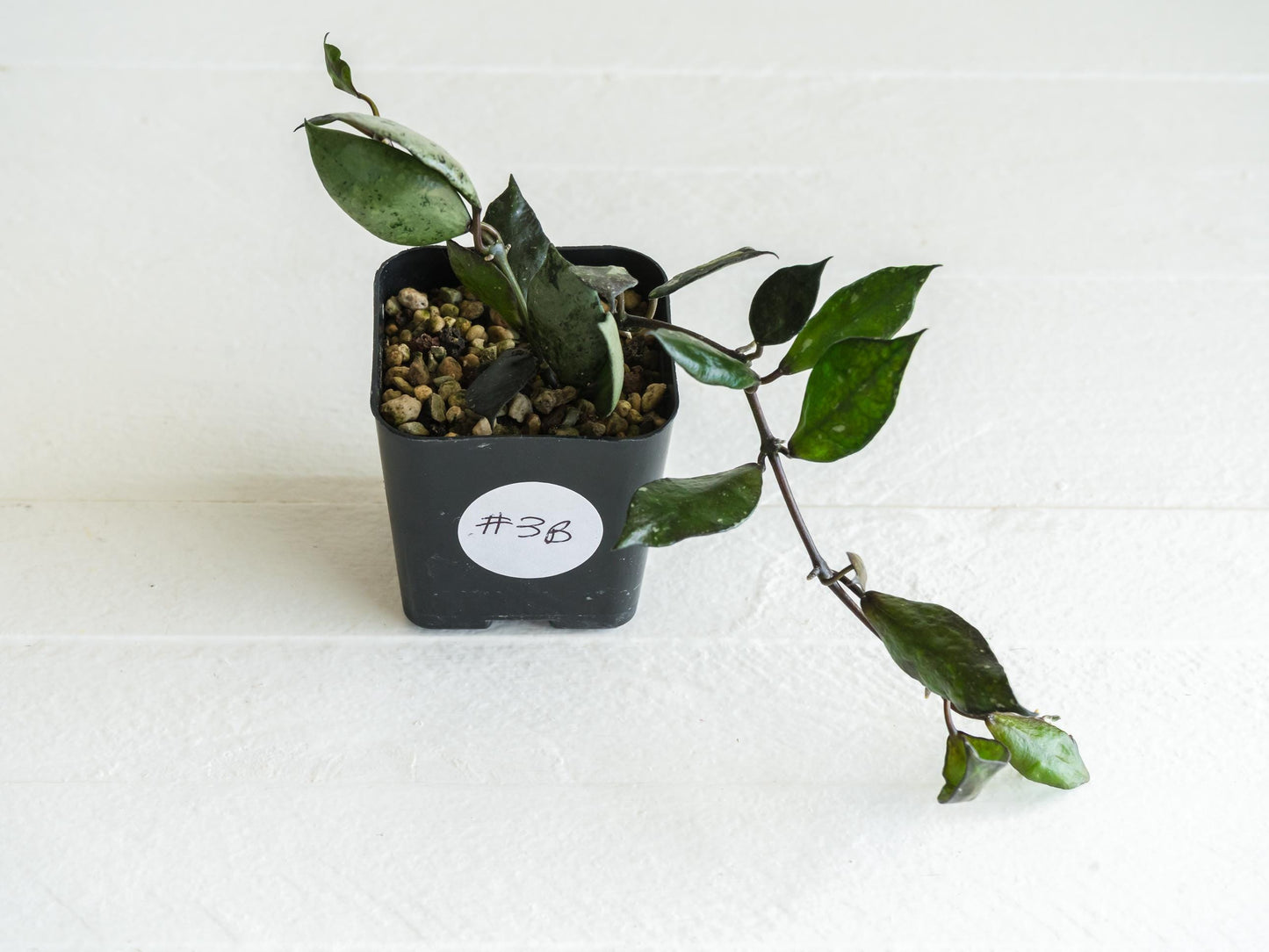 Hoya krohniana 'Super Silver Black' | 2-Inch