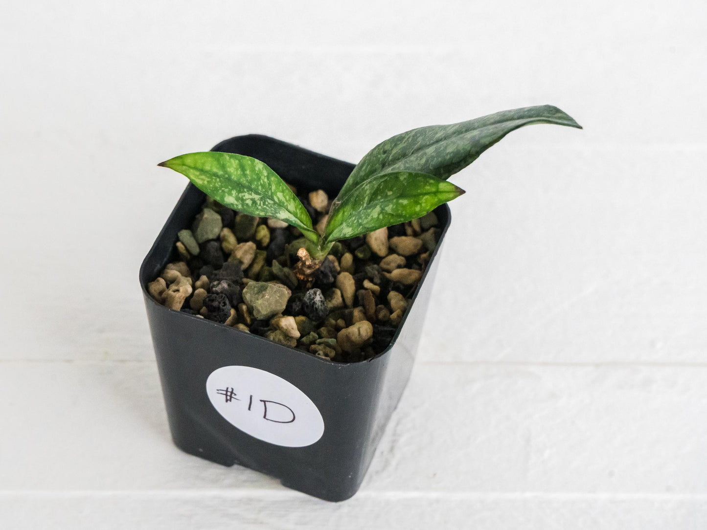 Hoya crassipetiolata (Splash) | 2-Inch