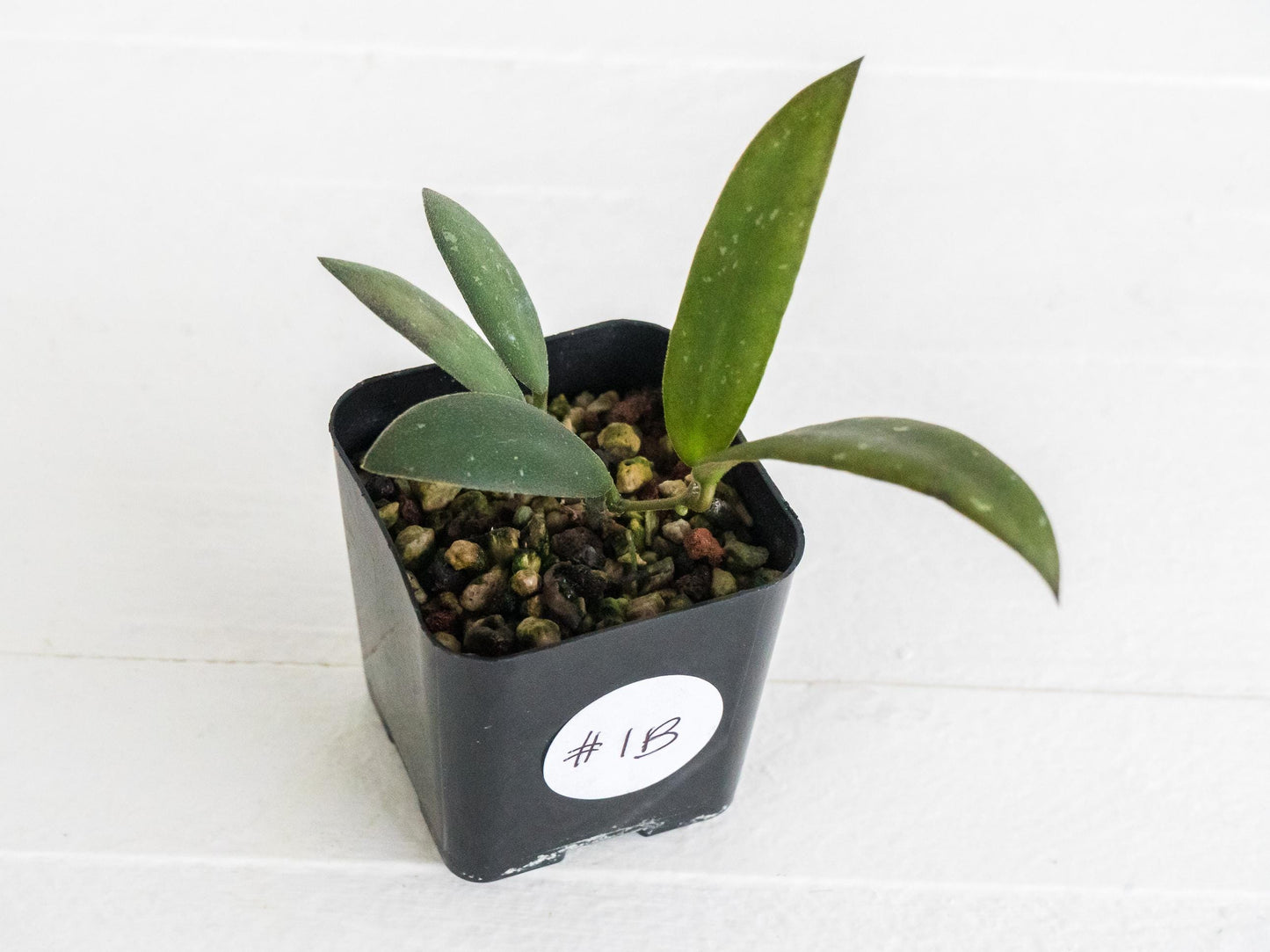 Hoya sabah 'Dragonfly' (EPC-960) | 2-Inch
