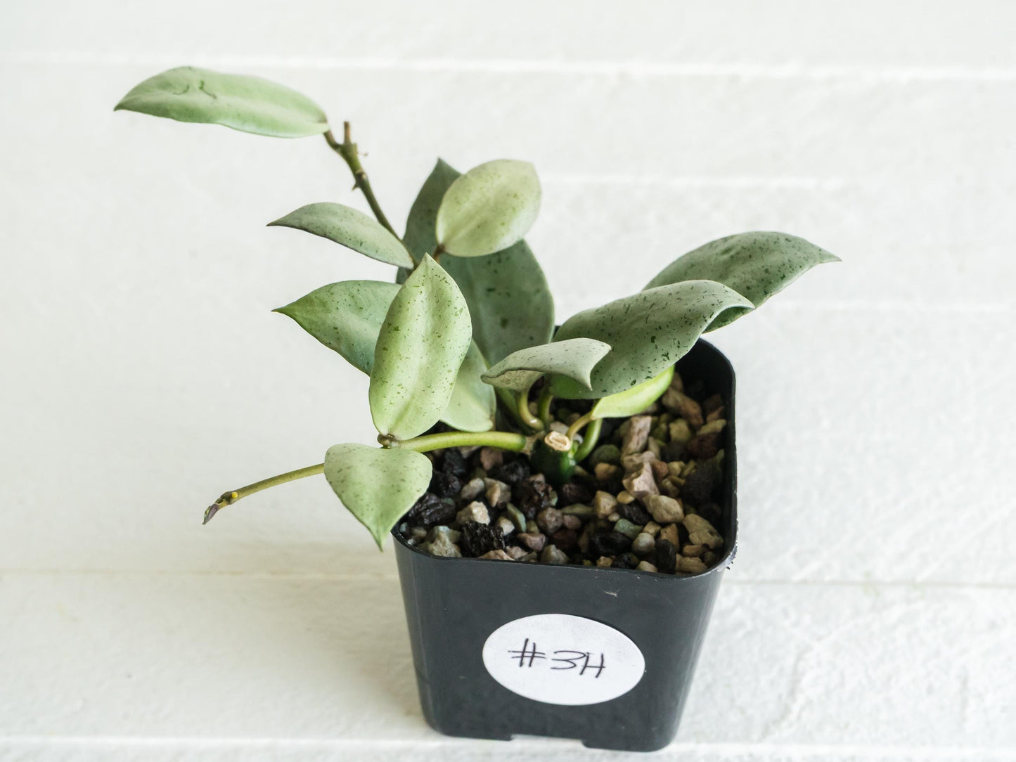 Hoya lacunosa 'Silver Mint Coin' | 2-Inch
