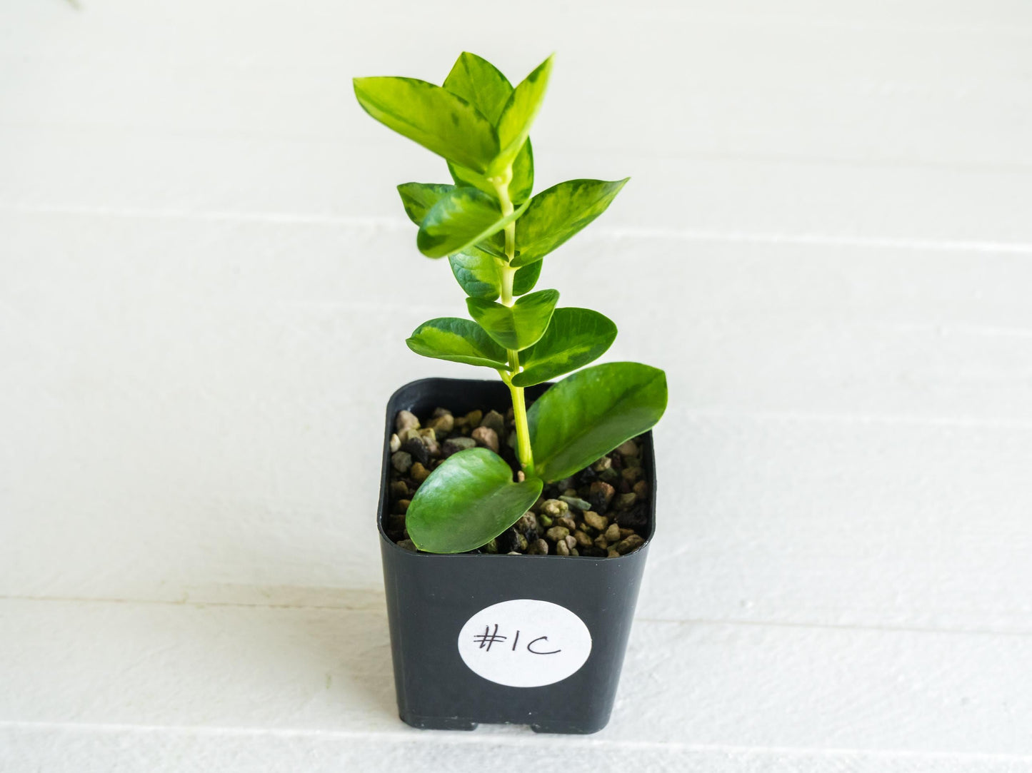 Hoya cumingiana (Inner Variegated) | 2-Inch