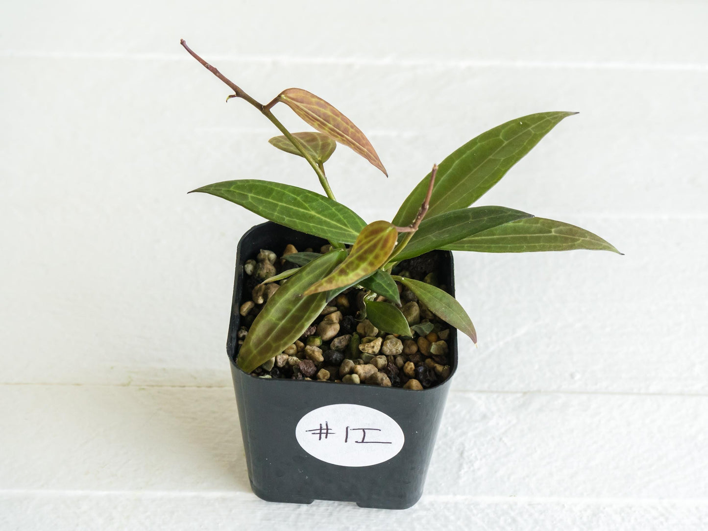 Hoya microdwarf (NS12-323) | 2-Inch