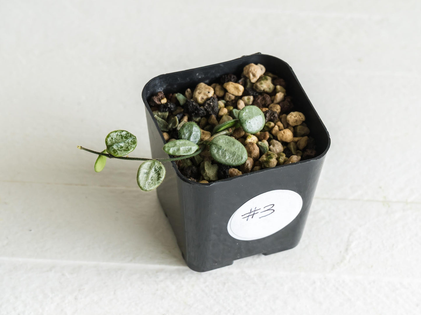 Hoya serpens (Silver) | 2-Inch