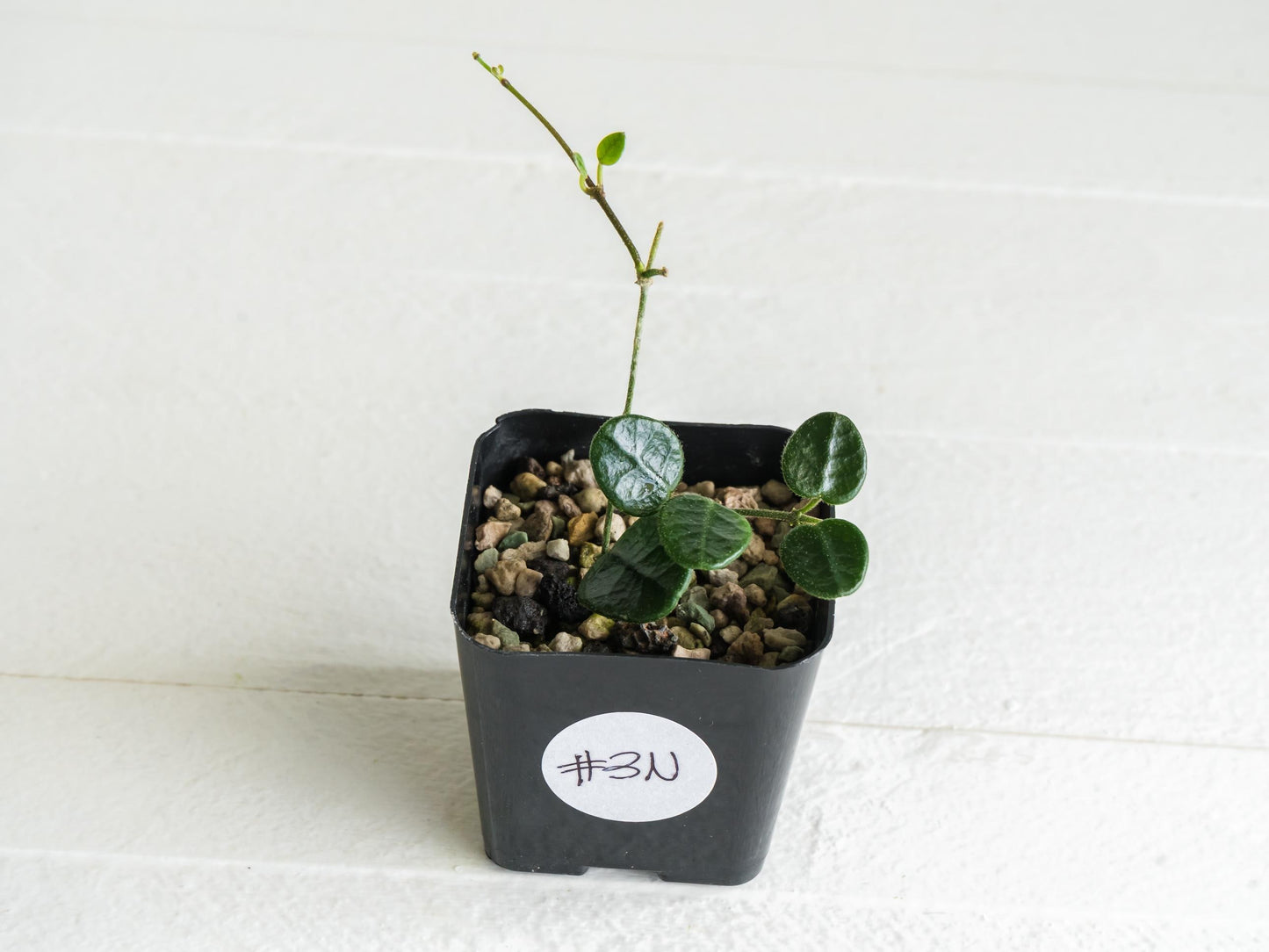 Hoya tengchongensis | 2-Inch