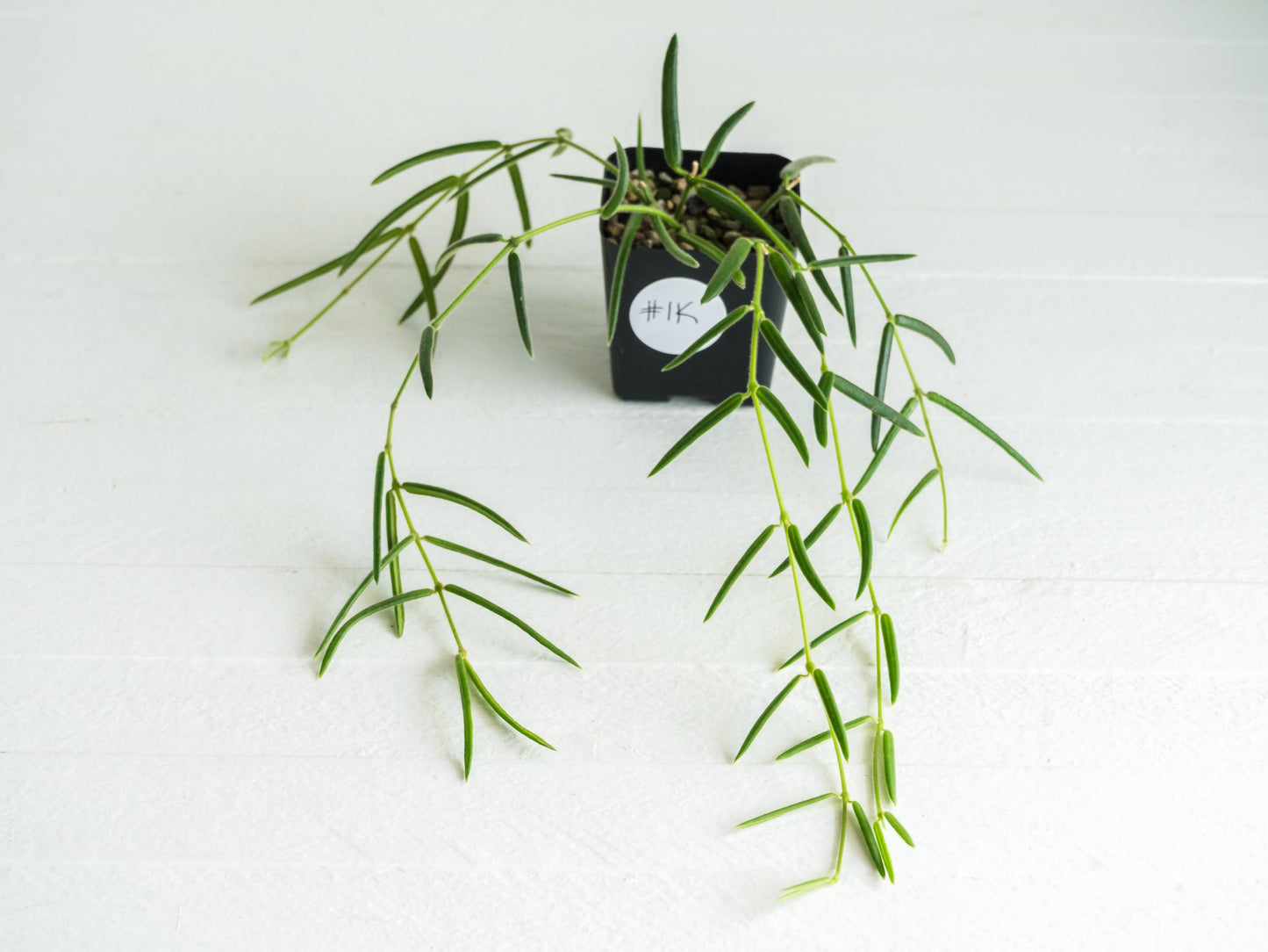 Hoya linearis | 2-Inch