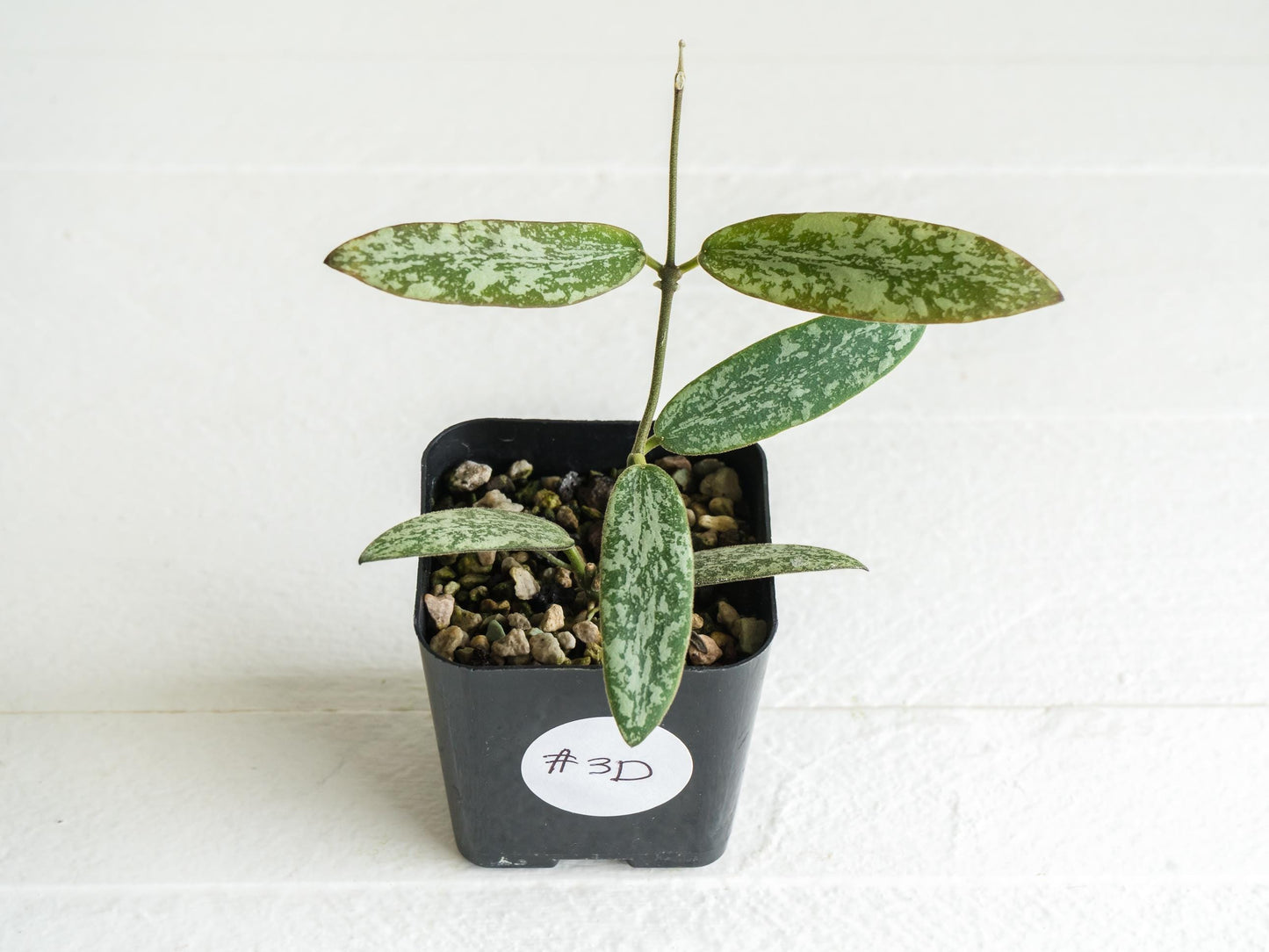 Hoya sigillatis 'Round Leaf' aka sigillatis (Silver) AH001 | 2-Inch
