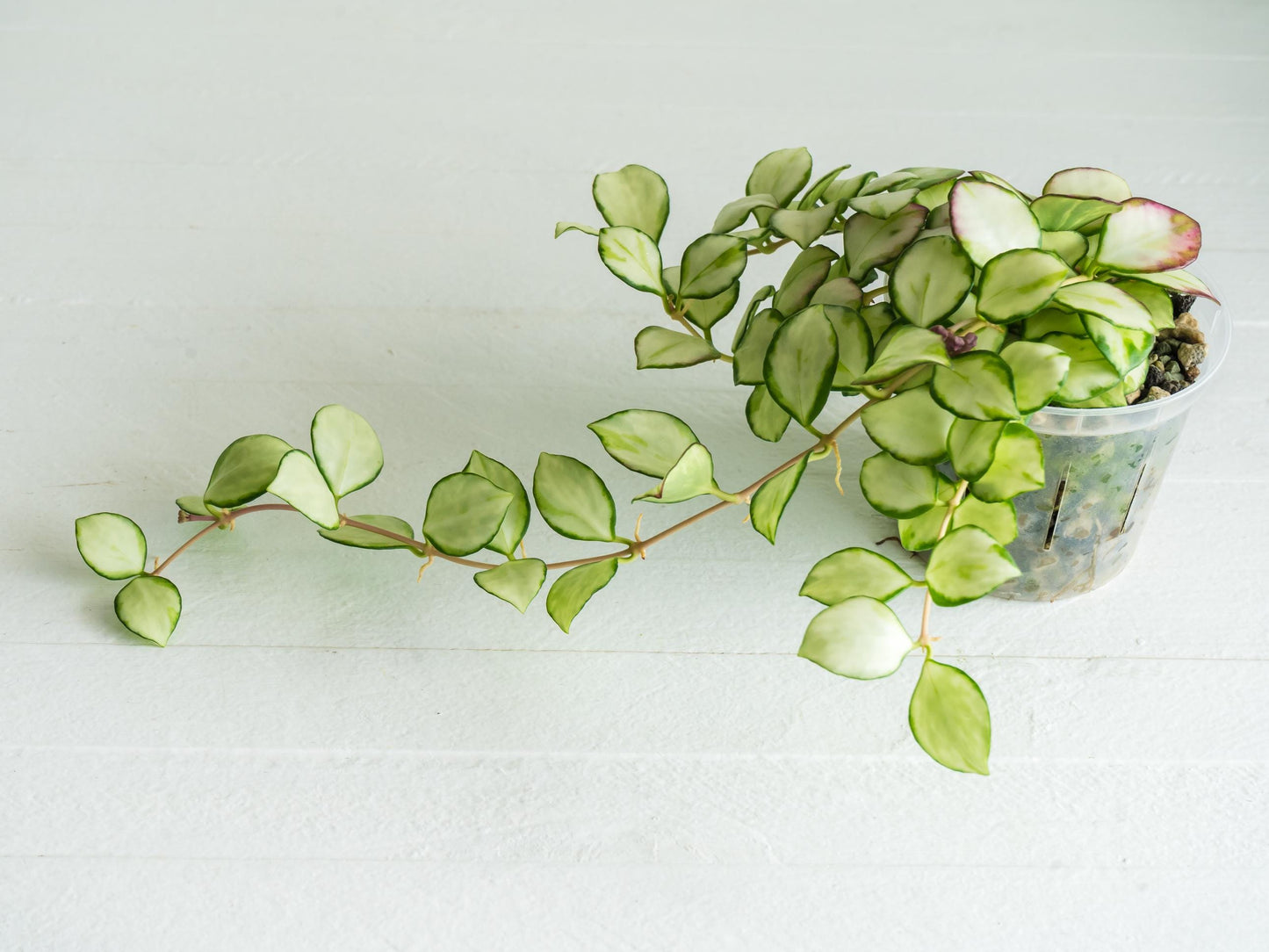 Hoya heuschkeliana (Inner Variegated) | 3-Inch