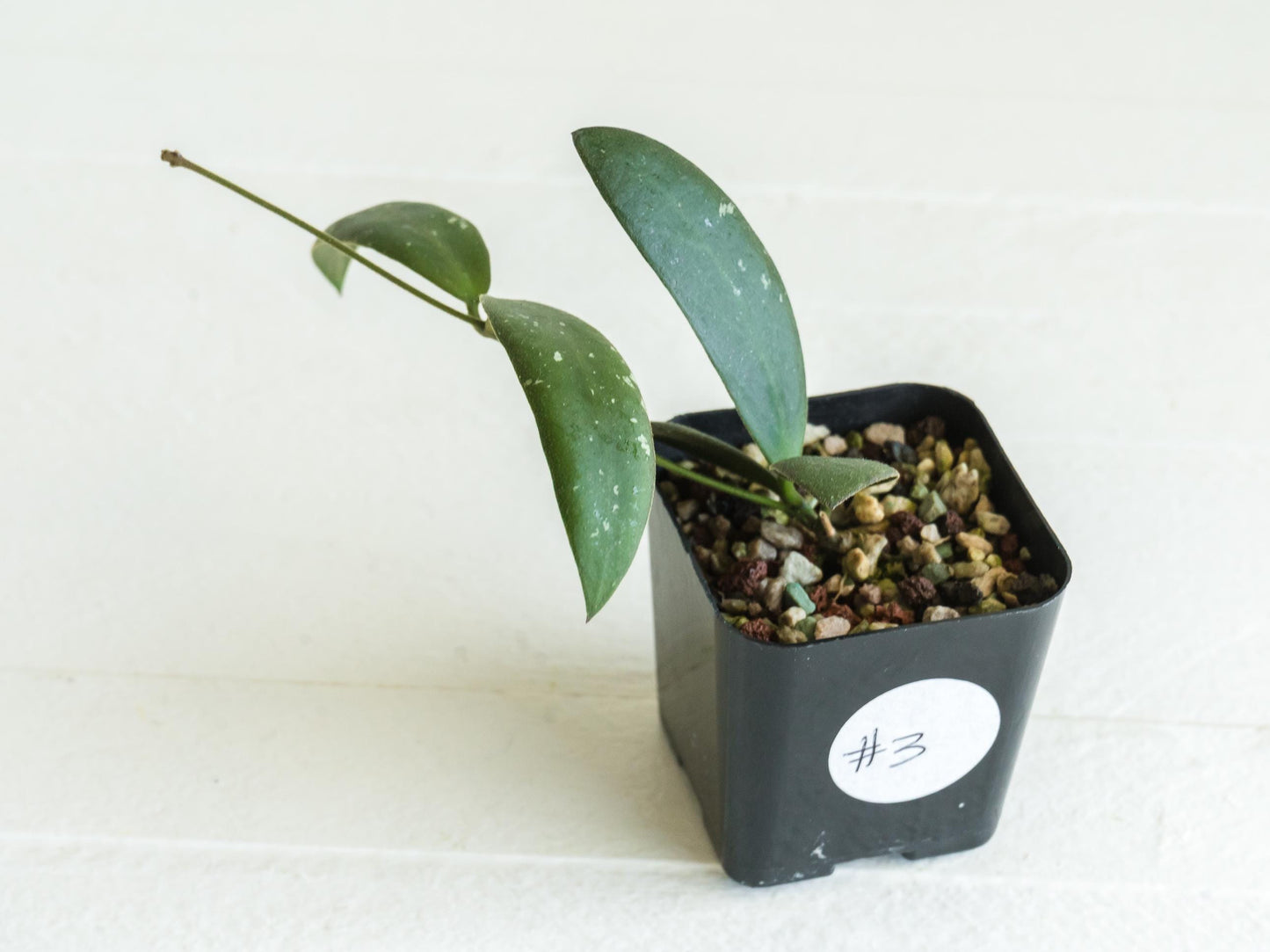 Hoya sabah 'Dragonfly' (EPC-960) | 2-Inch