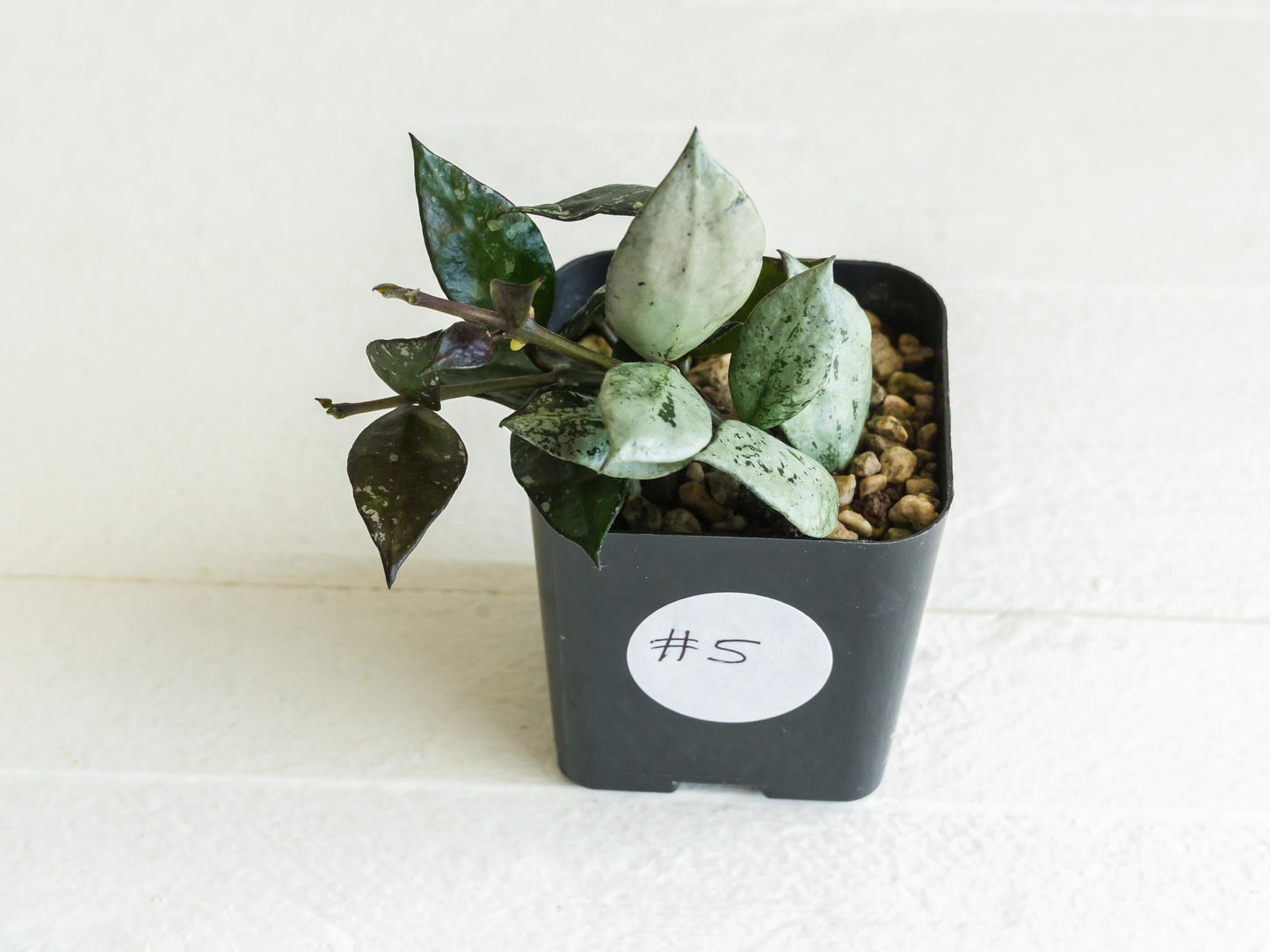 Hoya krohniana 'Super Silver Black' | 2-Inch