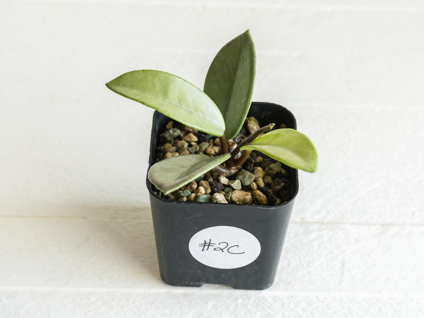 Hoya carnosa 'Wilbur Graves' (Silver) | 2-Inch