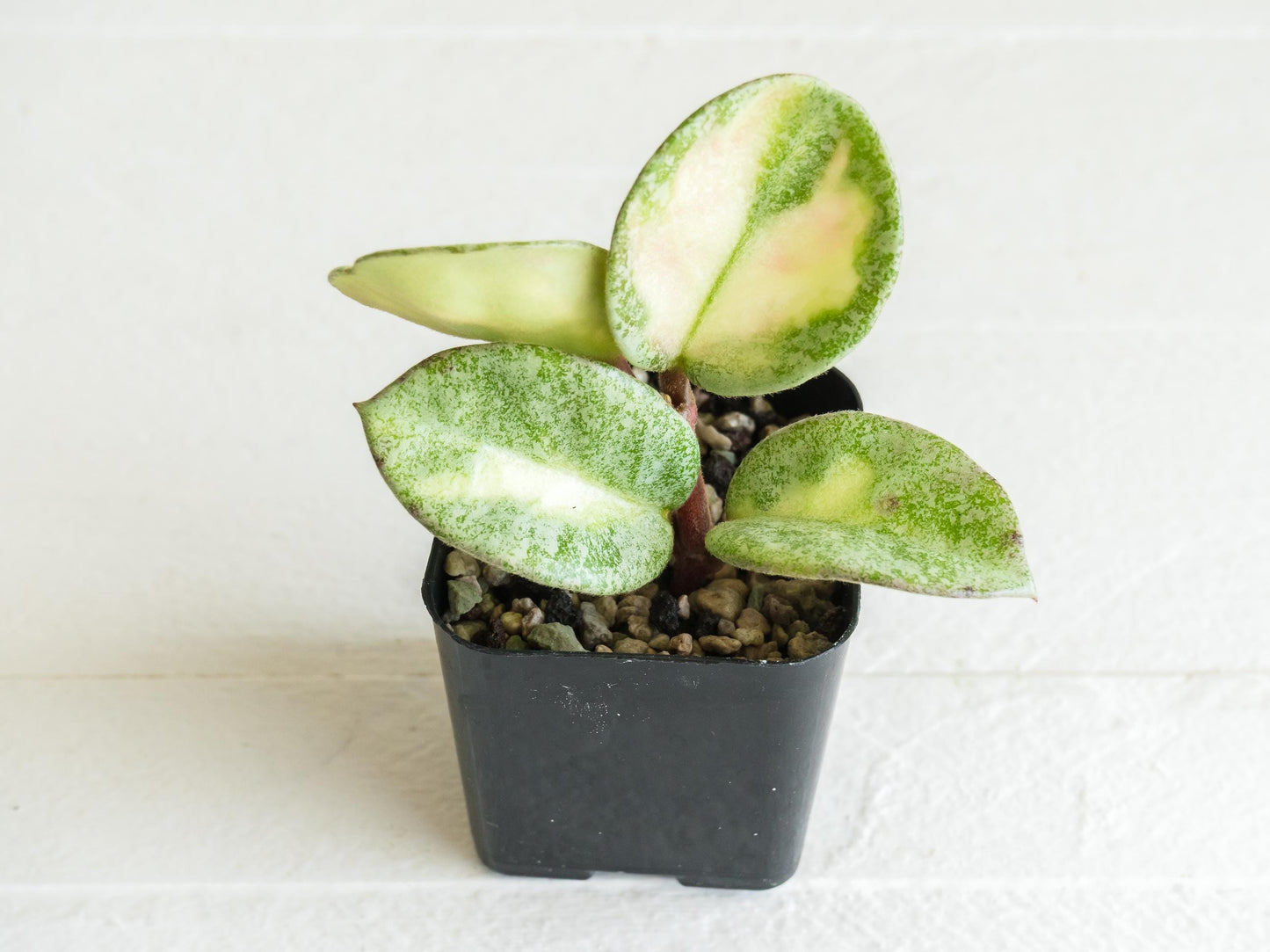 Hoya carnosa 'Argentea Princess' | 2-Inch
