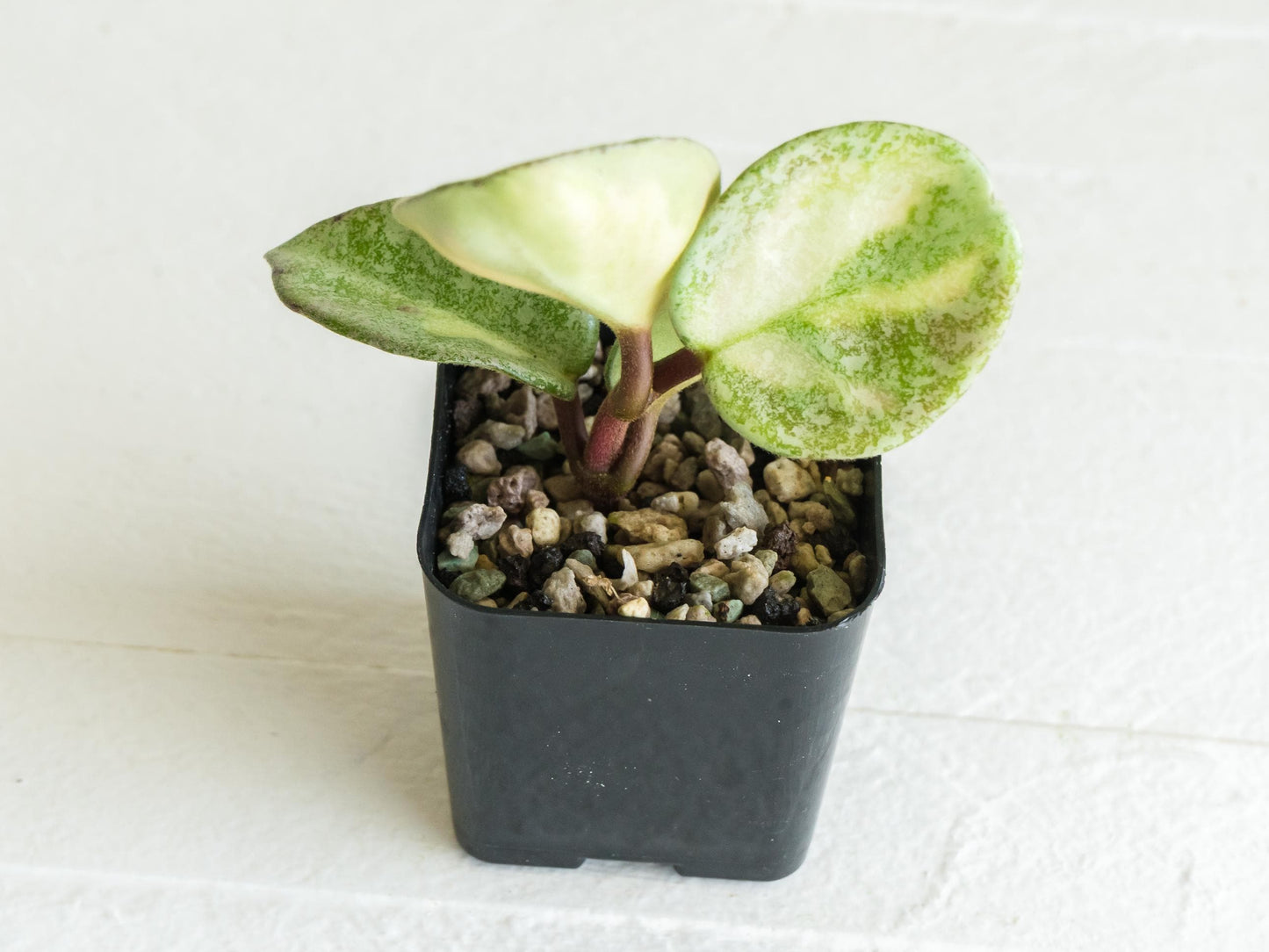 Hoya carnosa 'Argentea Princess' | 2-Inch
