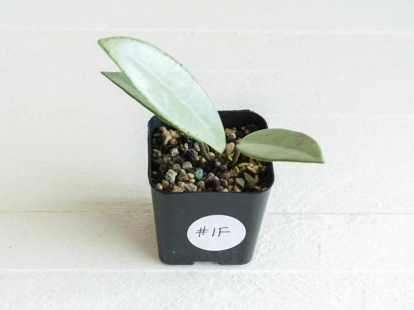 Hoya carnosa 'Wilbur Graves' (Silver) | 2-Inch