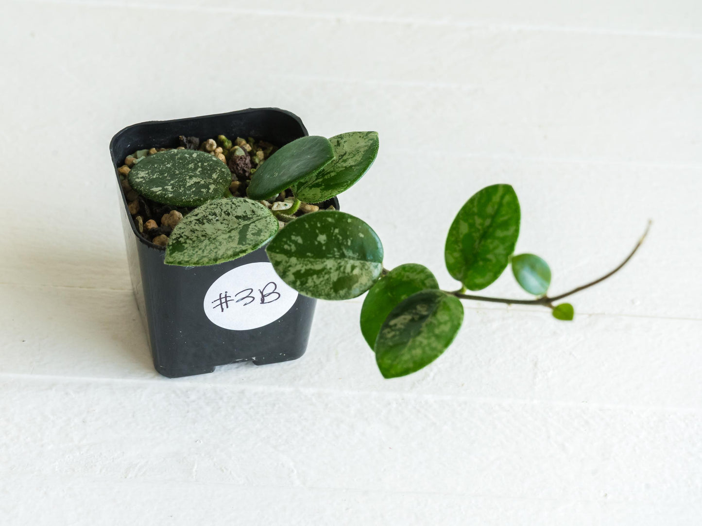 Hoya 'Mathilde' (Splash) | 2-Inch