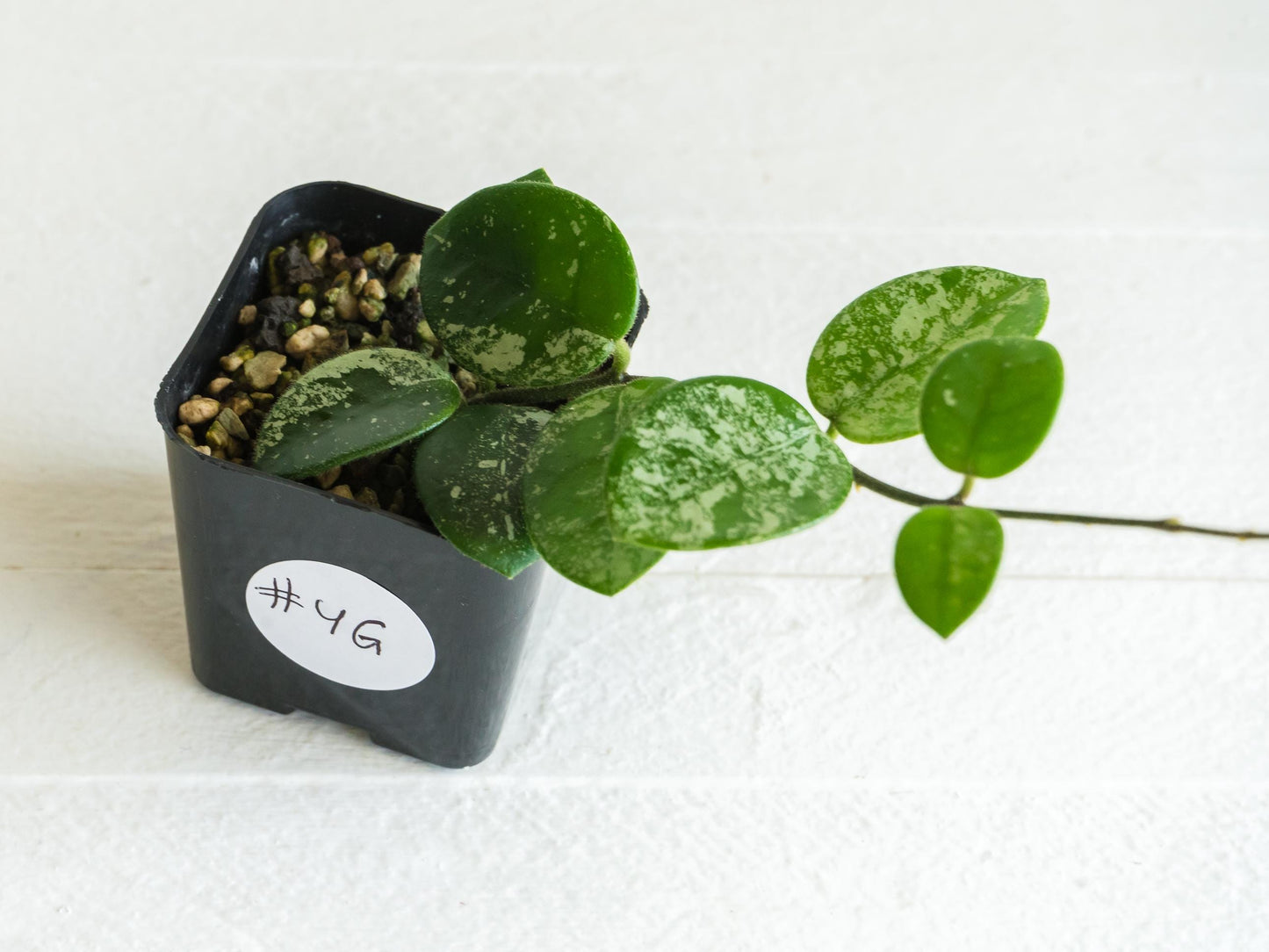 Hoya 'Mathilde' (Splash) | 2-Inch