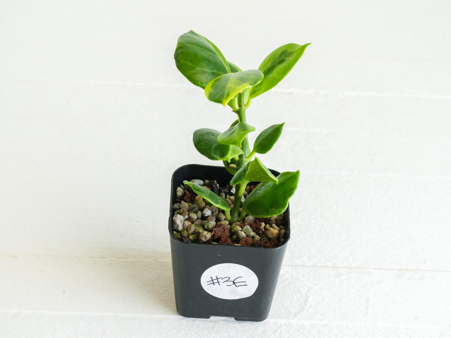 Hoya obscura (Albo | Outer Variegated) | 2-Inch