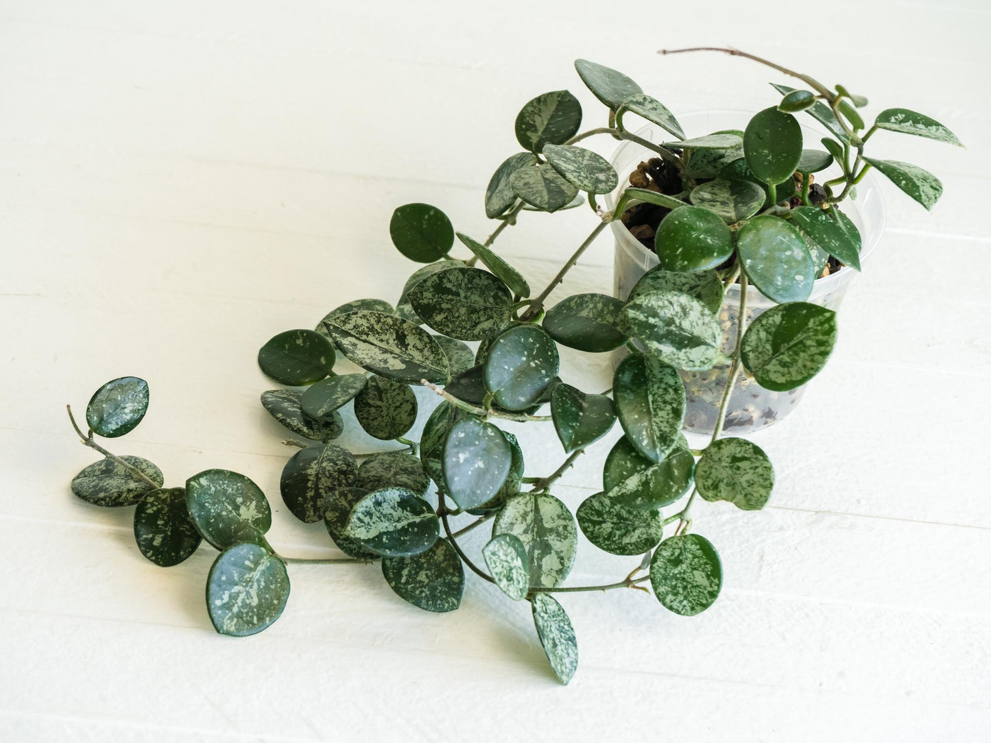 Hoya 'Mathilde' (Splash) | 3-Inch
