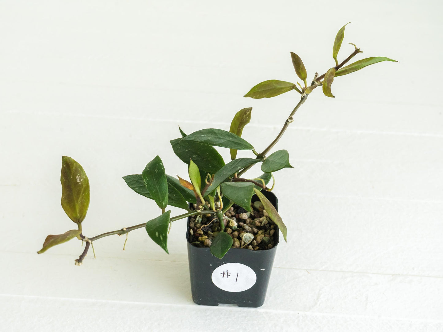 Hoya 'Rebecca' | 2-Inch