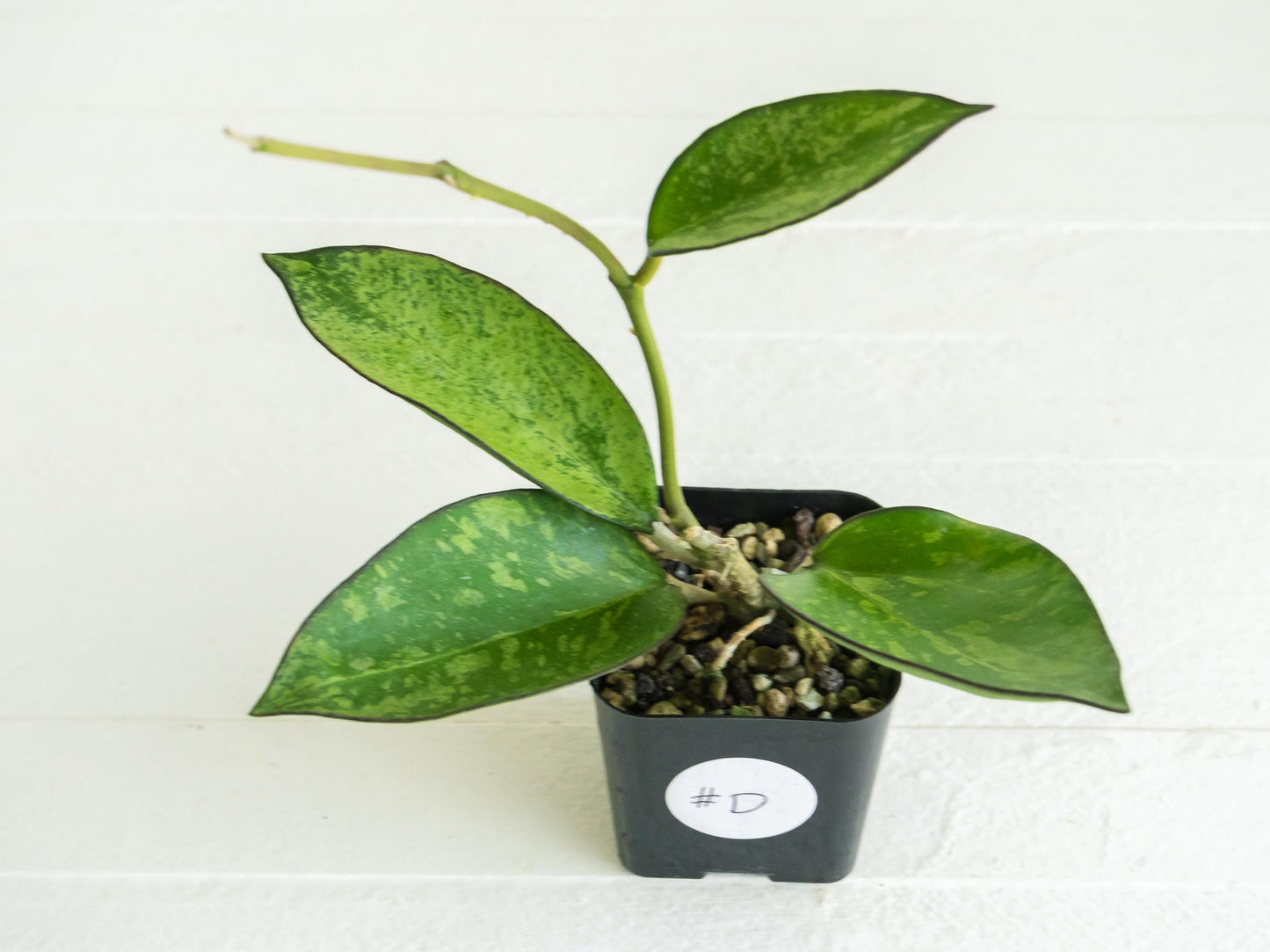 Hoya icensis (Splash) fka Patcharawalai (023) | 2-Inch