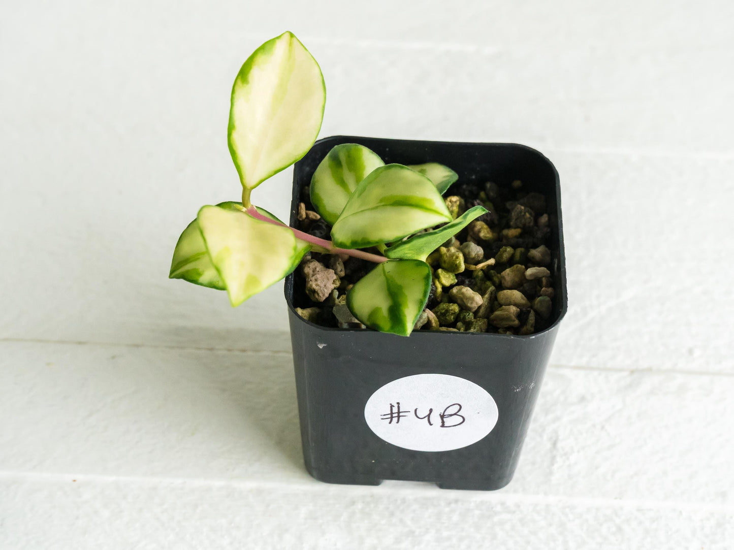 Hoya heuschkeliana (Inner Variegated)| 2-Inch
