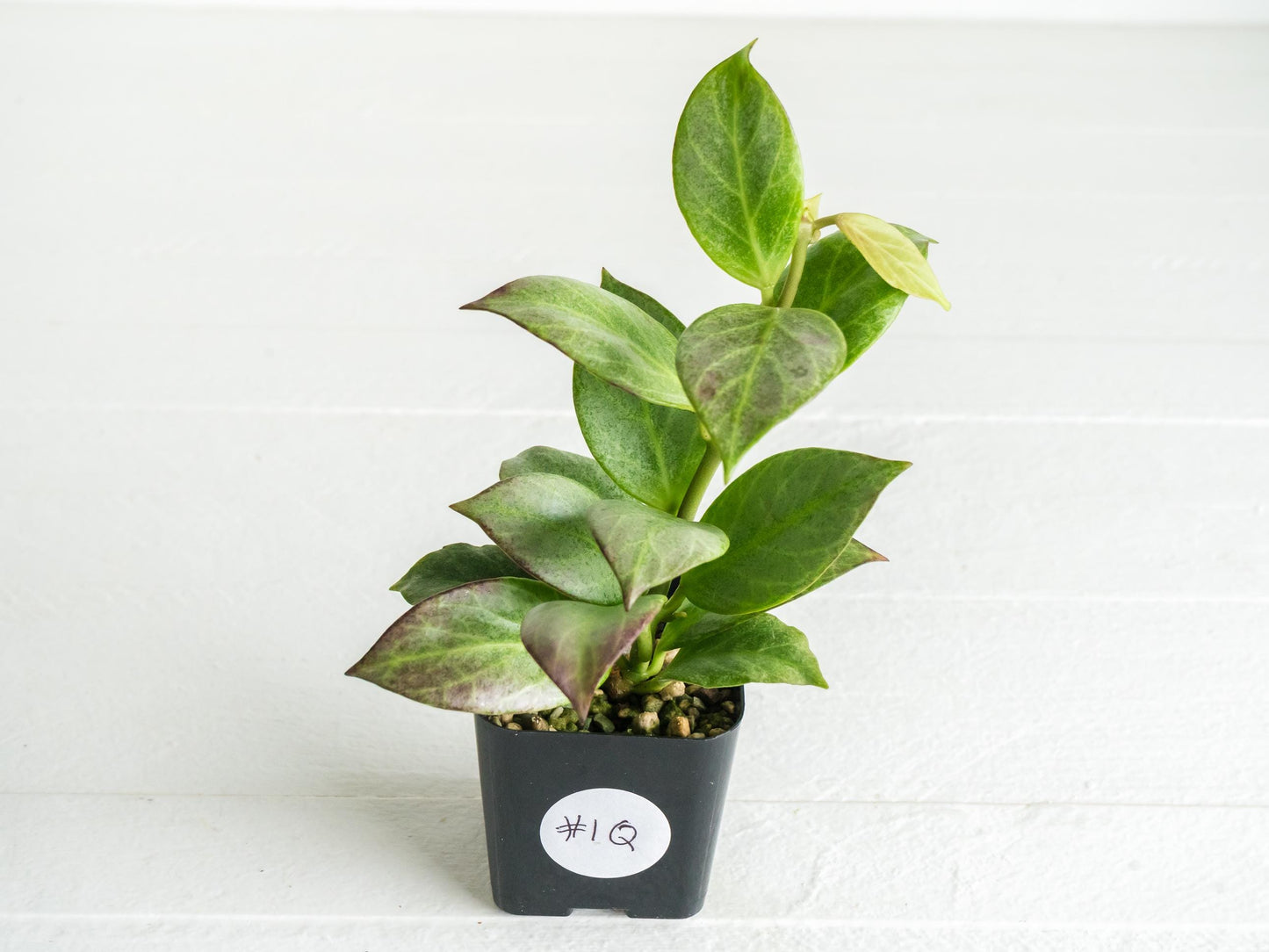 Hoya obscura (Silver) | 2-Inch