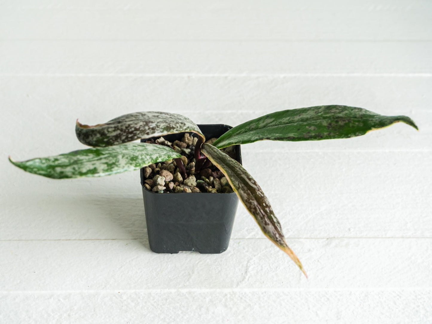 Hoya pubicalyx (Albo, Splash) | 2-Inch