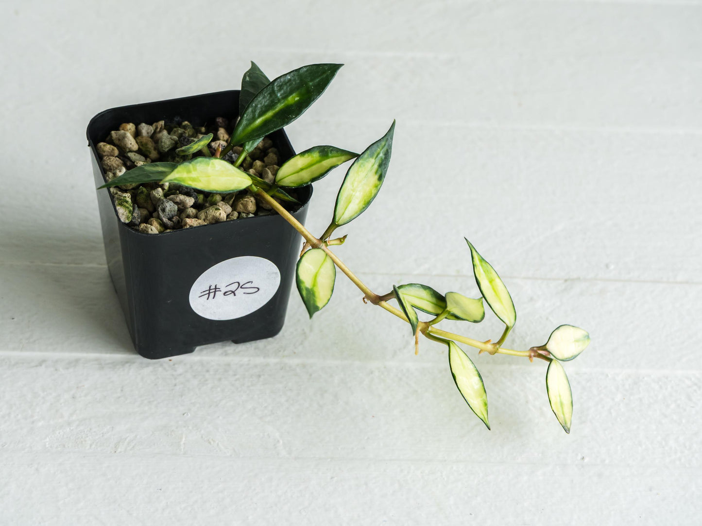 Hoya lacunosa (Inner Variegated) | 2-Inch