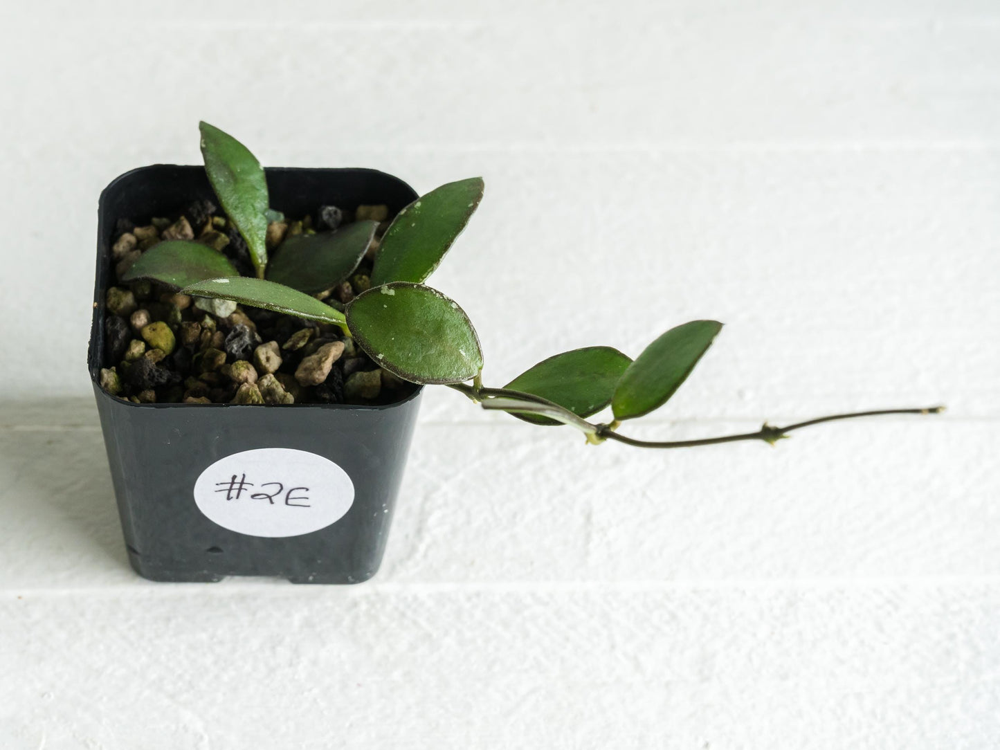 Hoya borneo (Small Leaf) | 2-Inch
