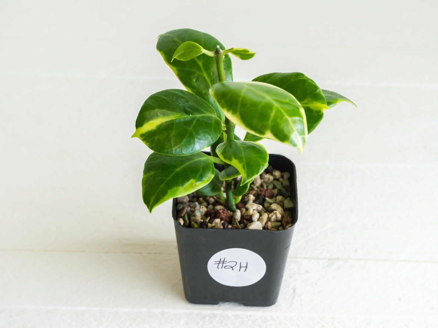 Hoya obscura (Albo | Outer Variegated) | 2-Inch