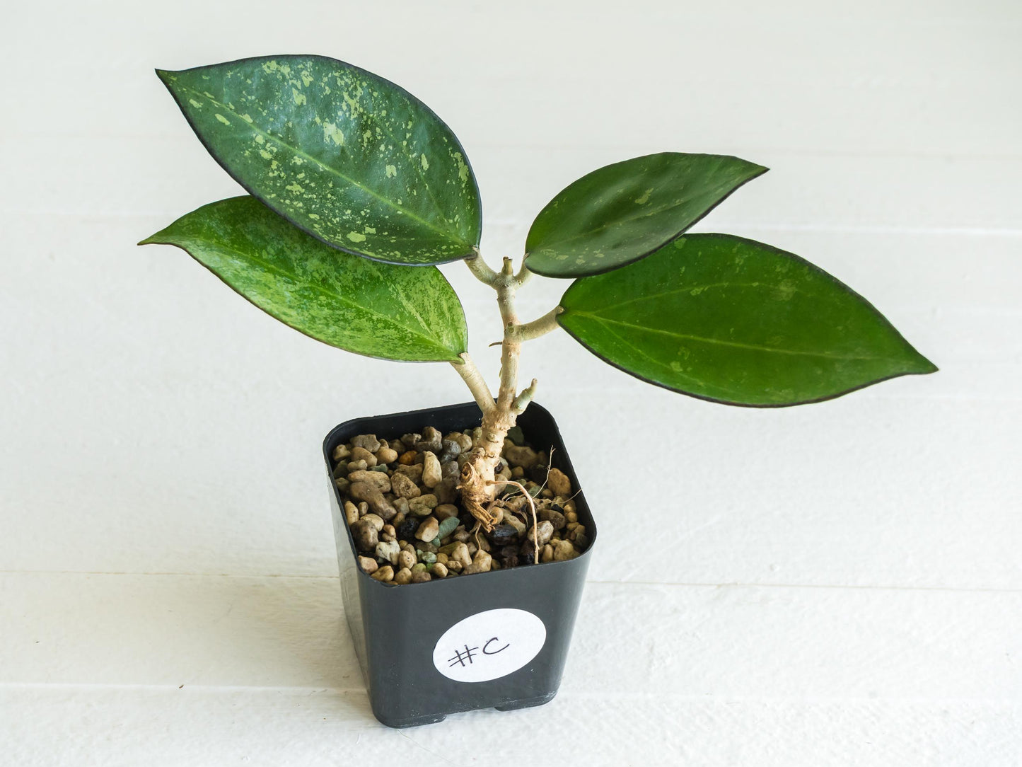 Hoya icensis (Splash) fka Patcharawalai (023) | 2-Inch