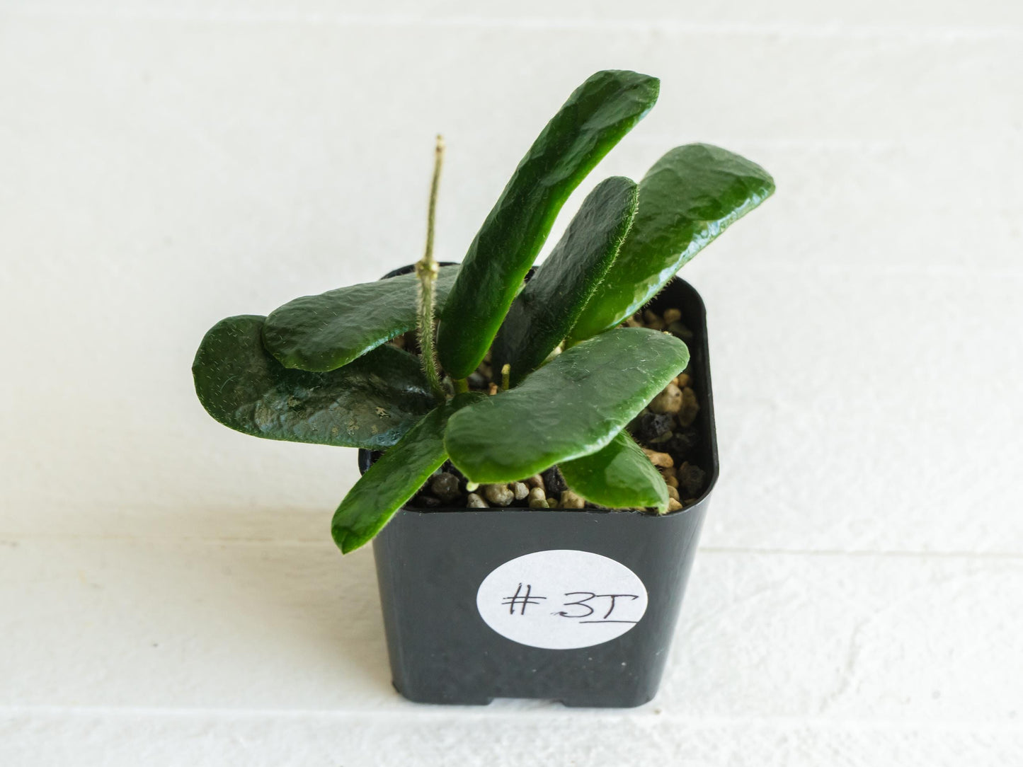 Hoya rotundiflora | 2-Inch