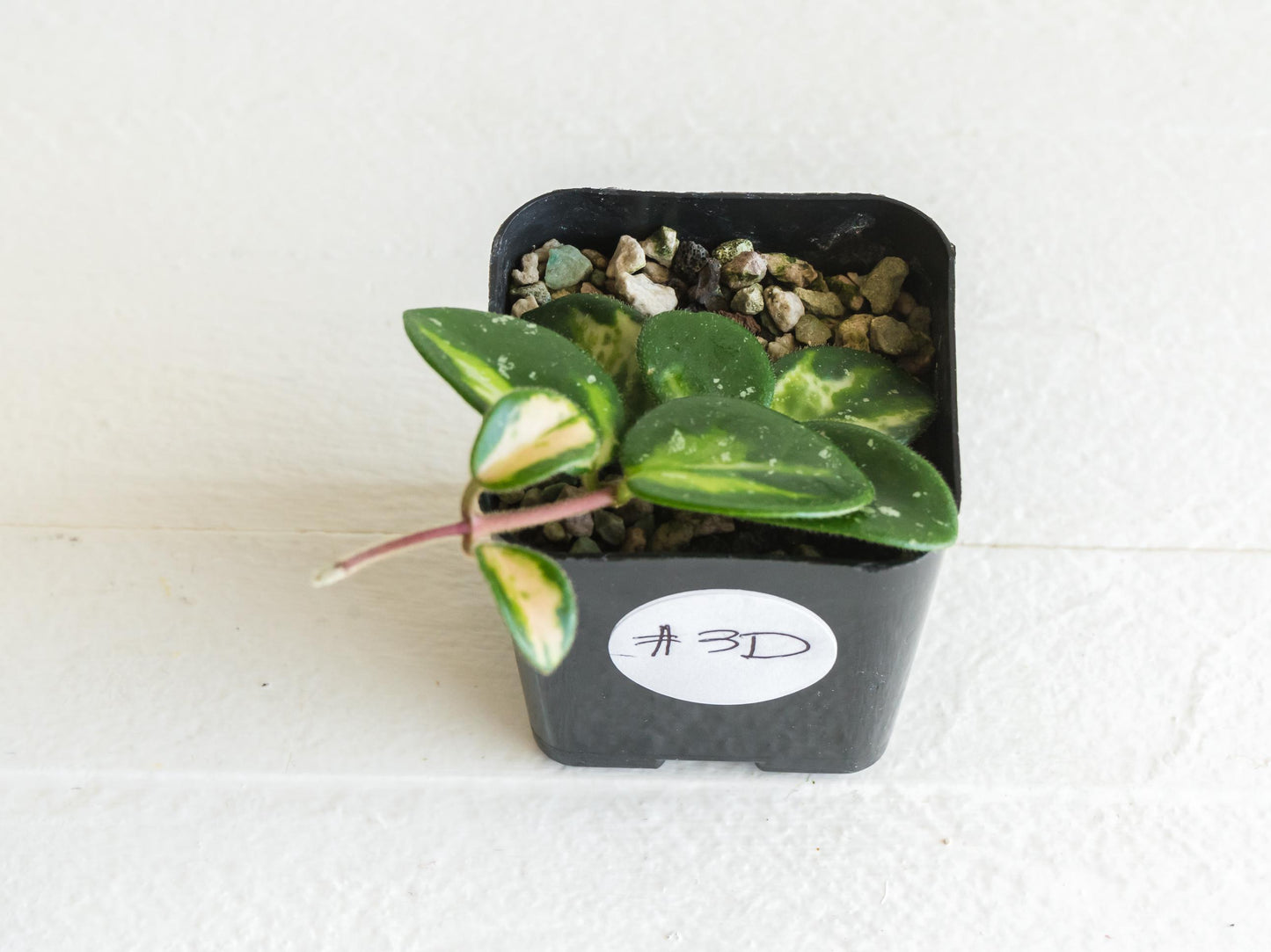 Hoya 'Mathilde' (Inner Variegated) | 2-Inch