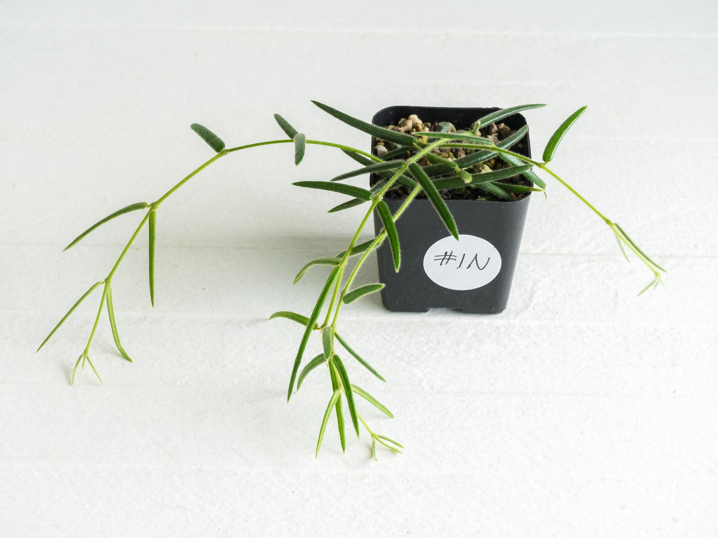 Hoya linearis | 2-Inch