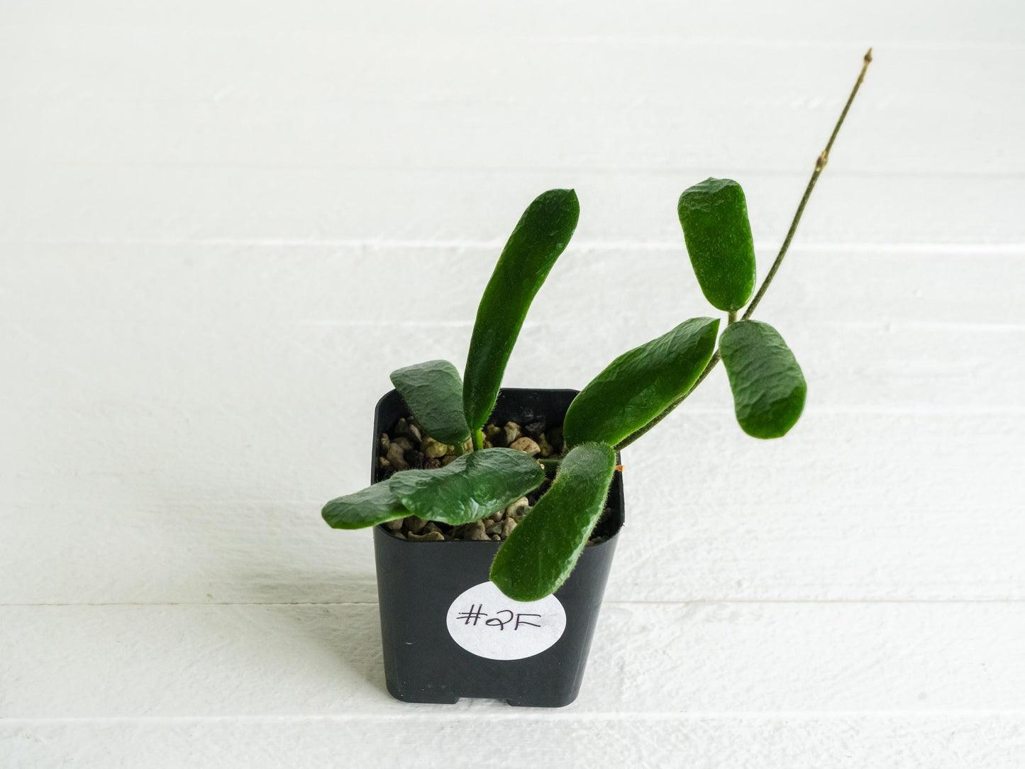 Hoya rotundiflora | 2-Inch