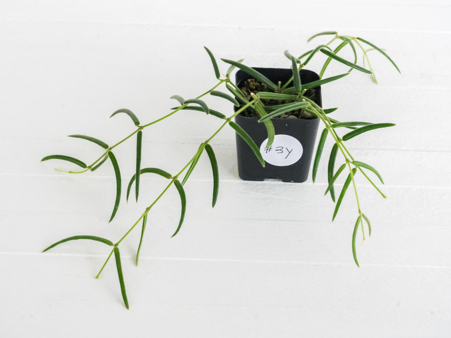 Hoya linearis | 2-Inch