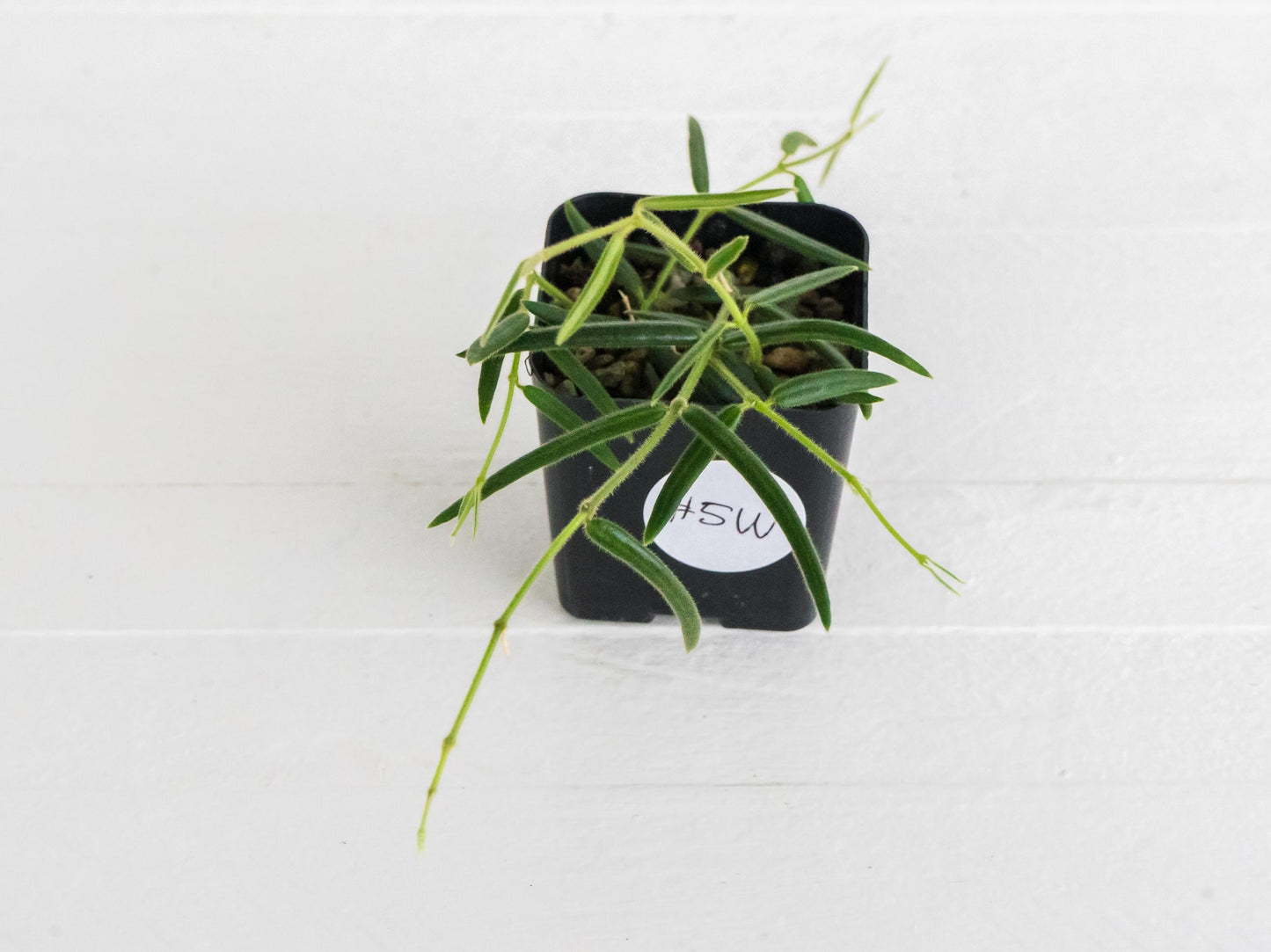 Hoya linearis | 2-Inch