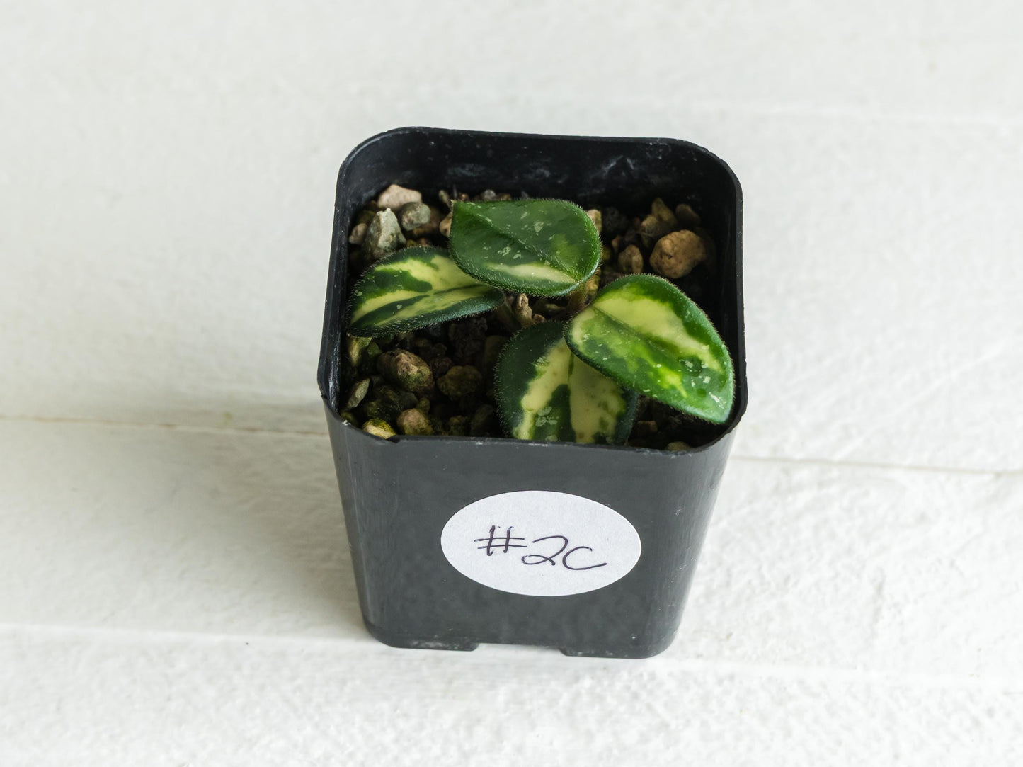 Hoya 'Mathilde' (Inner Variegated) | 2-Inch