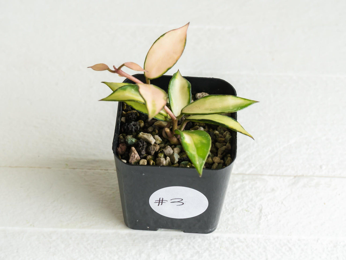 Hoya lacunosa 'Souma' | 2-Inch