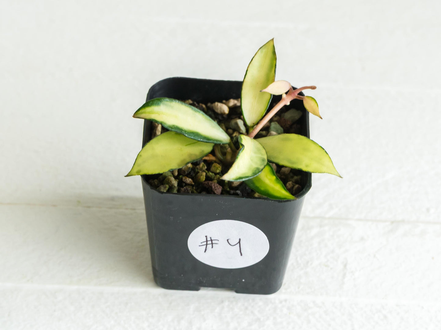 Hoya lacunosa 'Souma' | 2-Inch