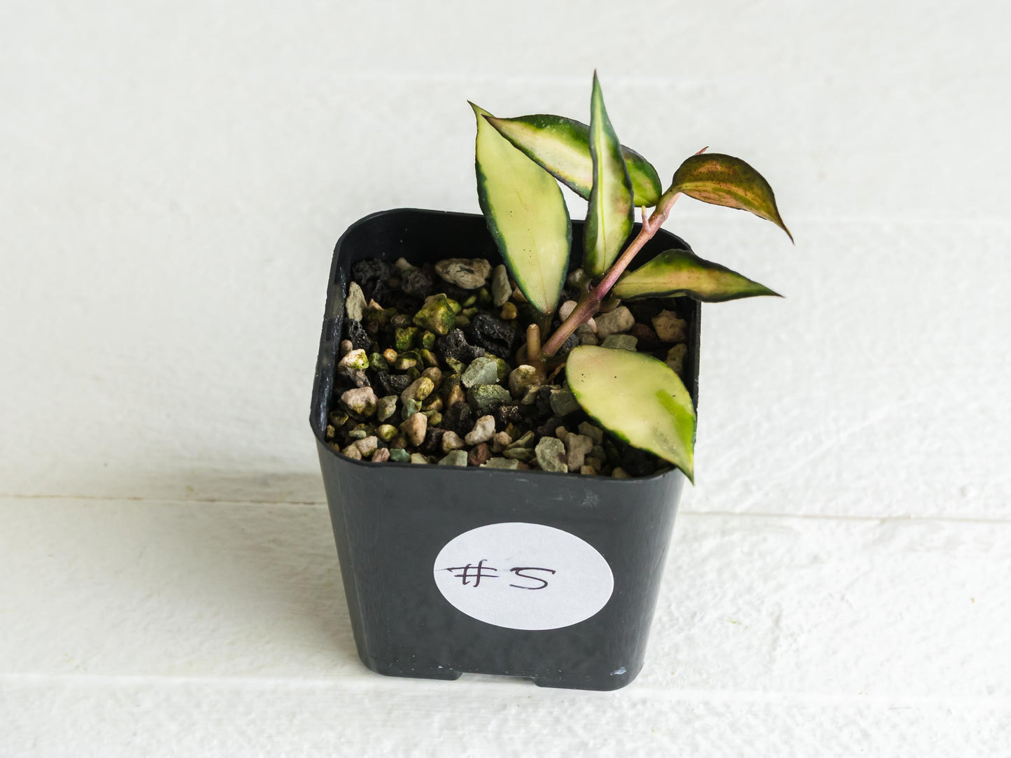 Hoya lacunosa 'Souma' | 2-Inch