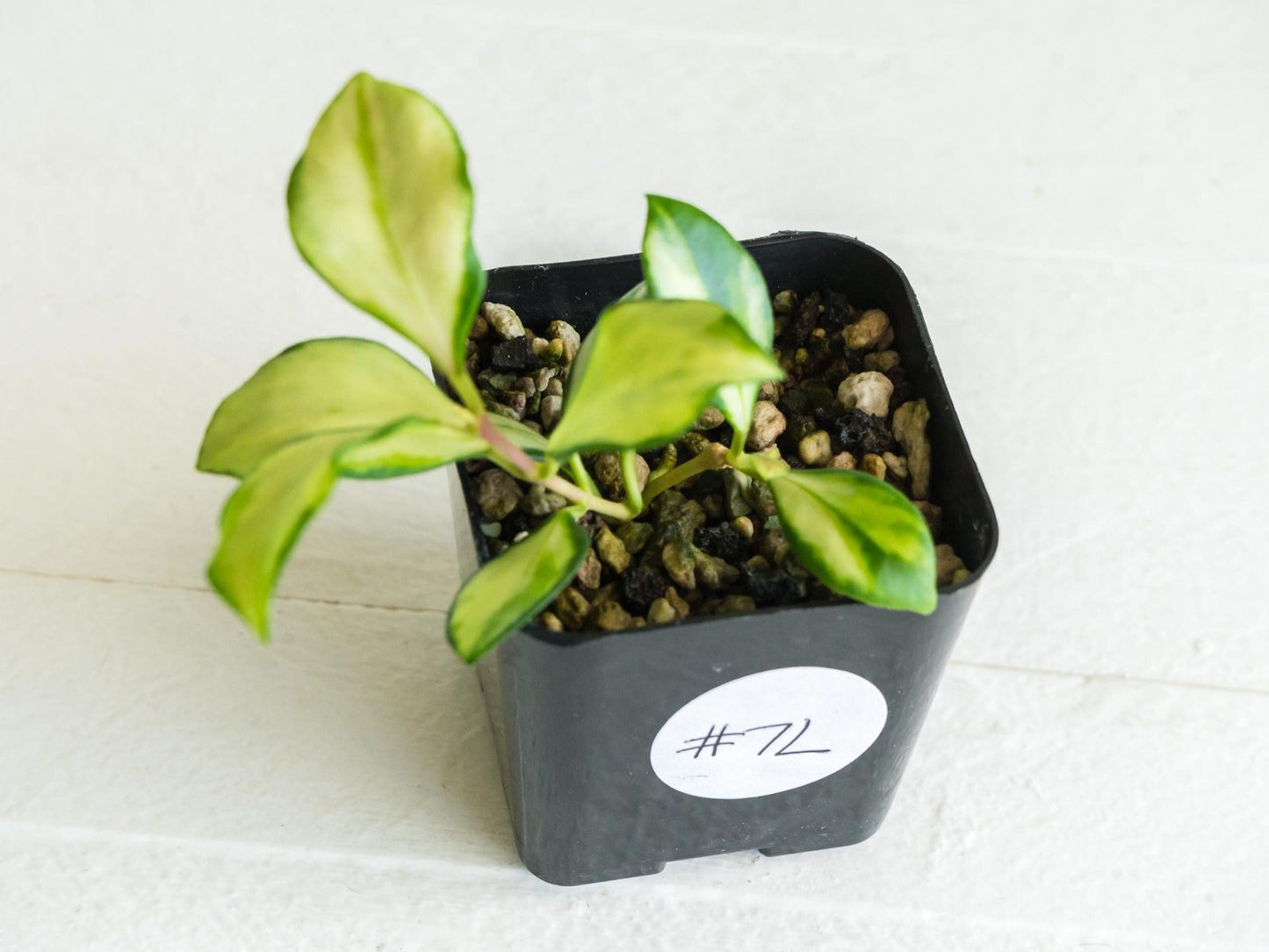 Hoya heuschkeliana (Inner Variegated)| 2-Inch