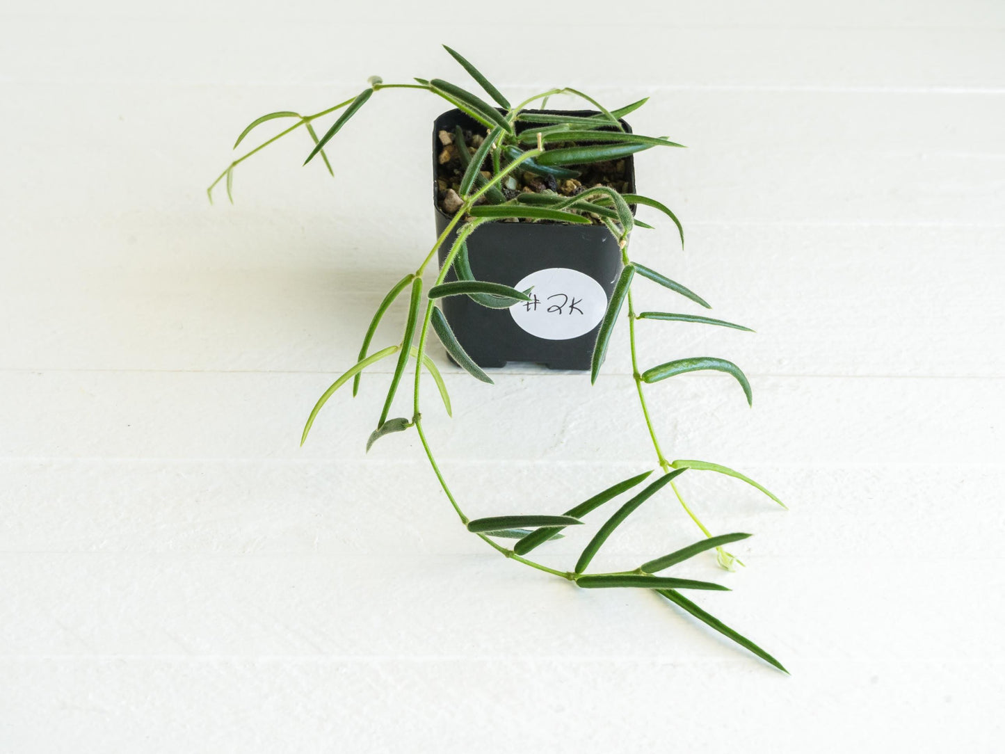 Hoya linearis | 2-Inch