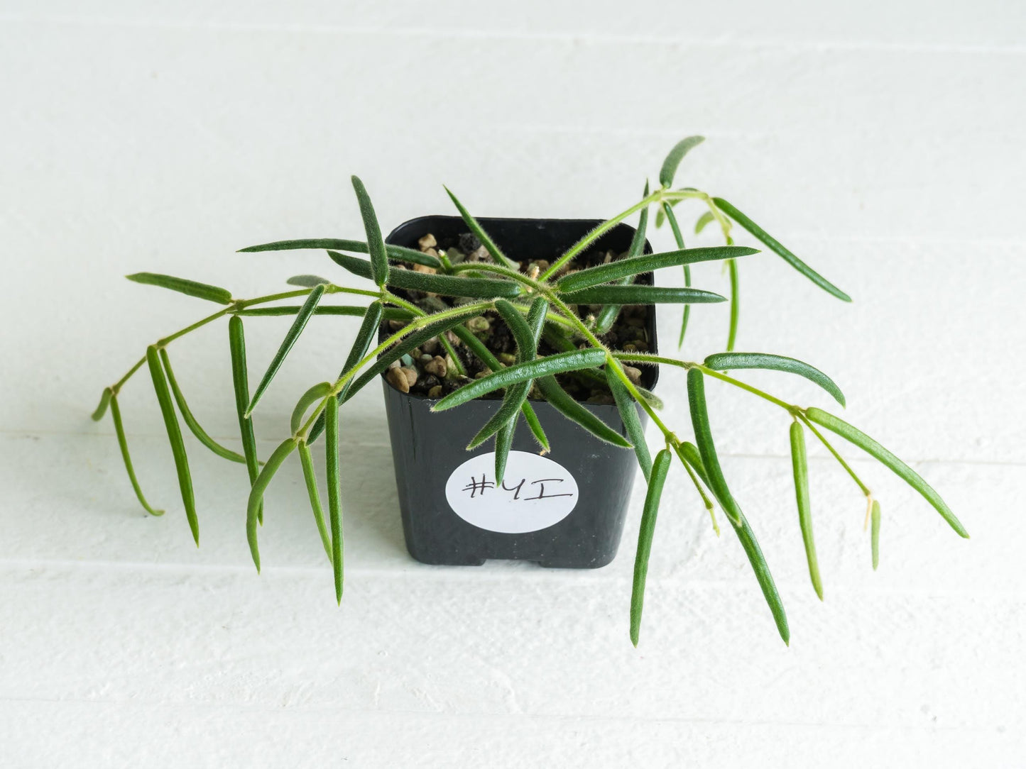 Hoya linearis | 2-Inch