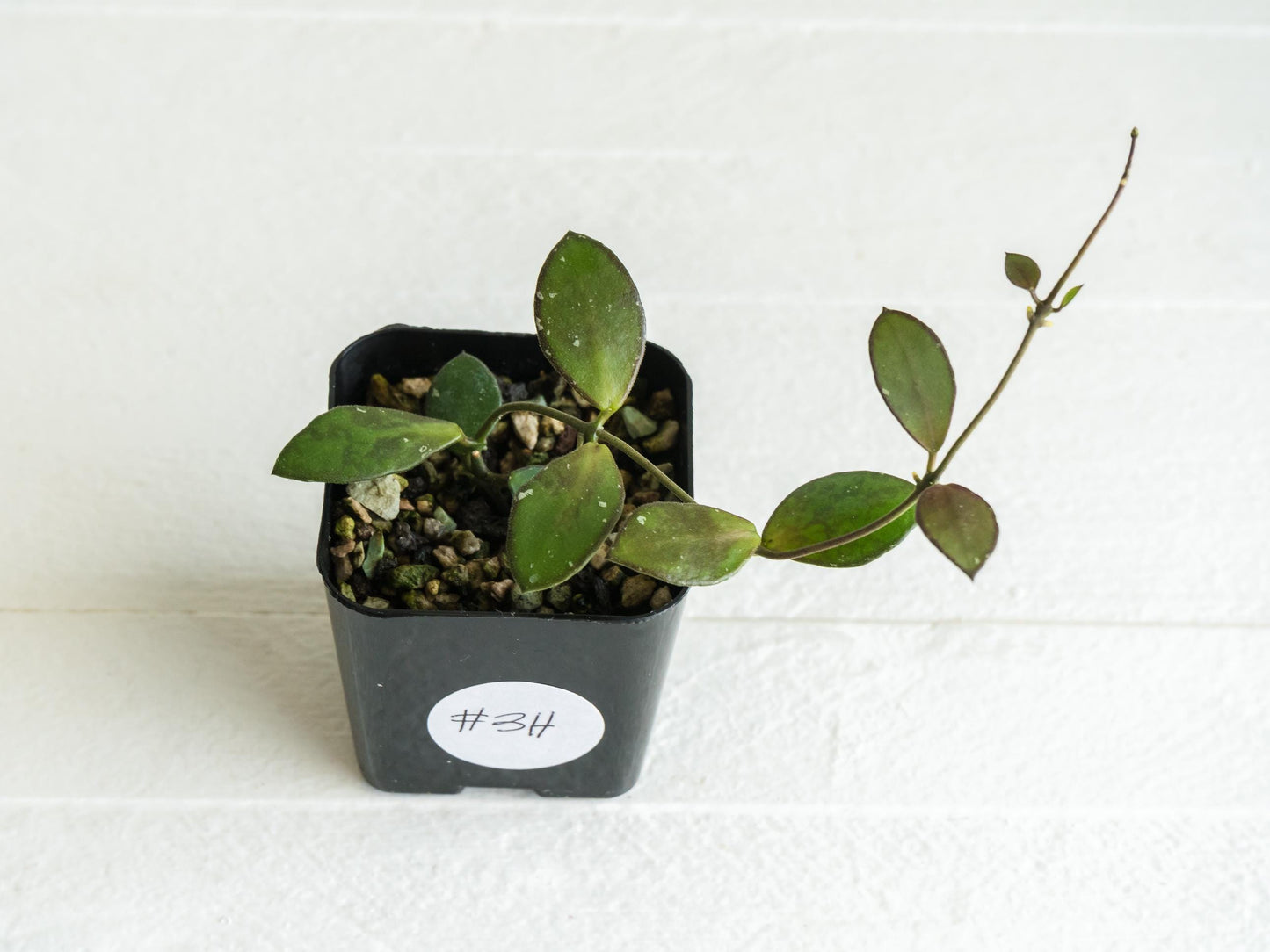 Hoya borneo (Small Leaf) | 2-Inch