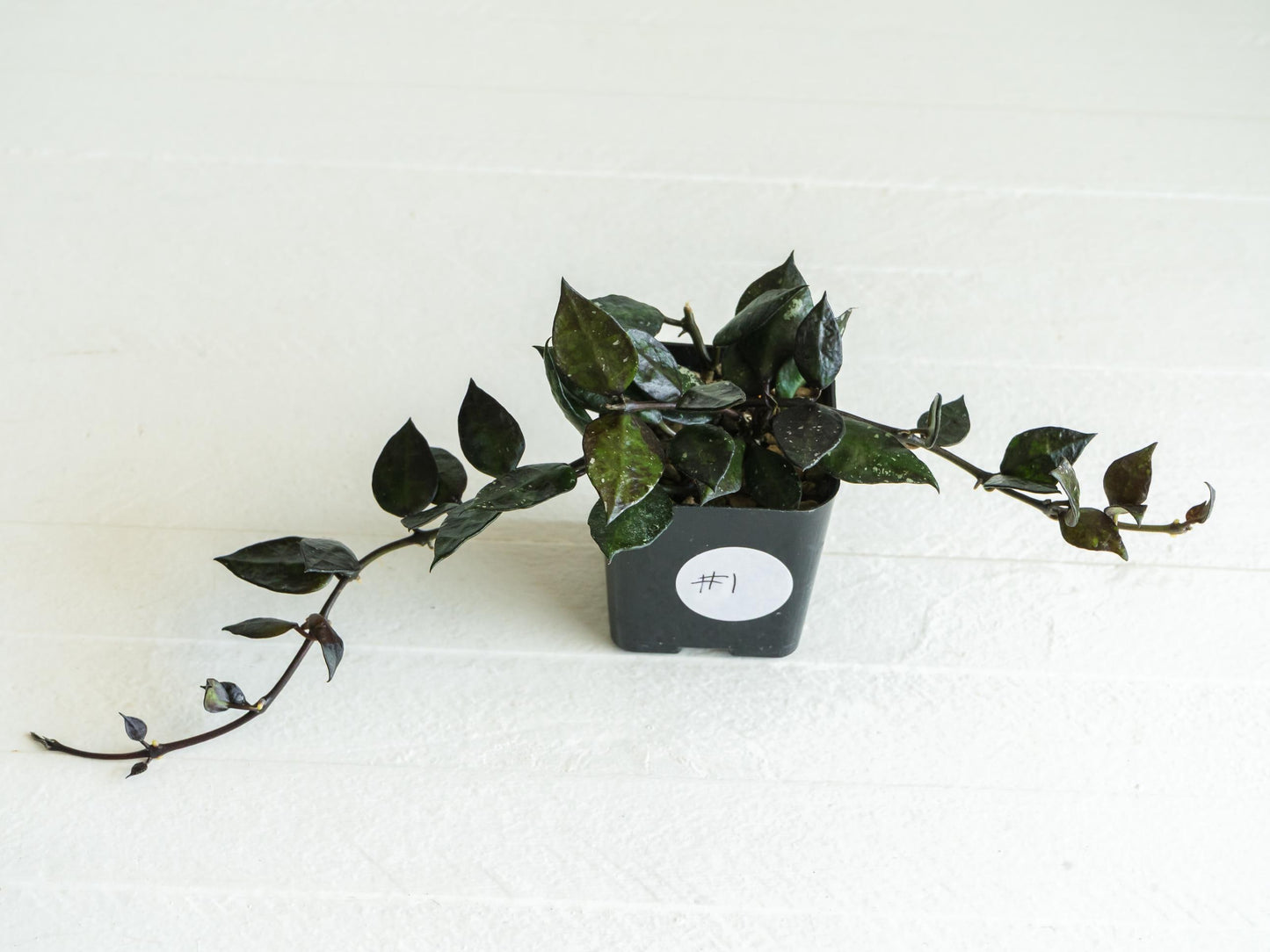 Hoya krohniana 'Black' | 2-Inch