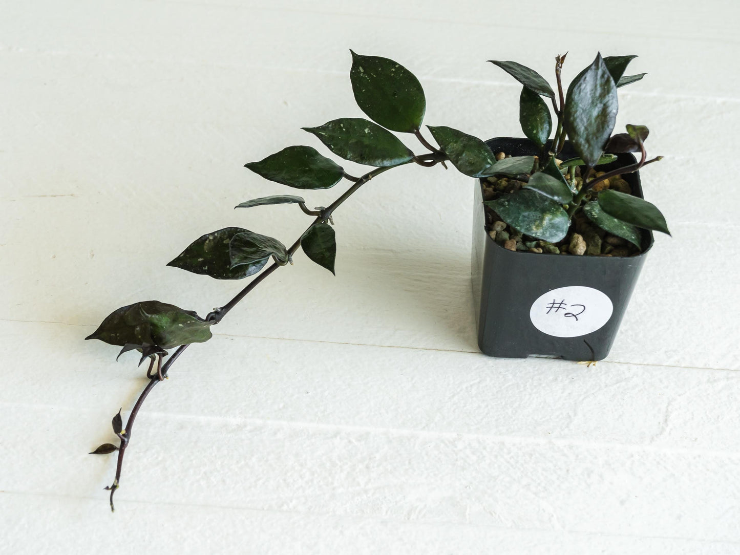 Hoya krohniana 'Black' | 2-Inch