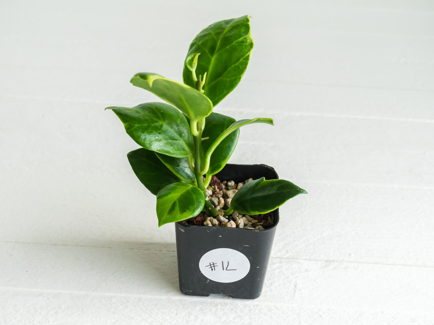 Hoya obscura (Albo | Outer Variegated) | 2-Inch
