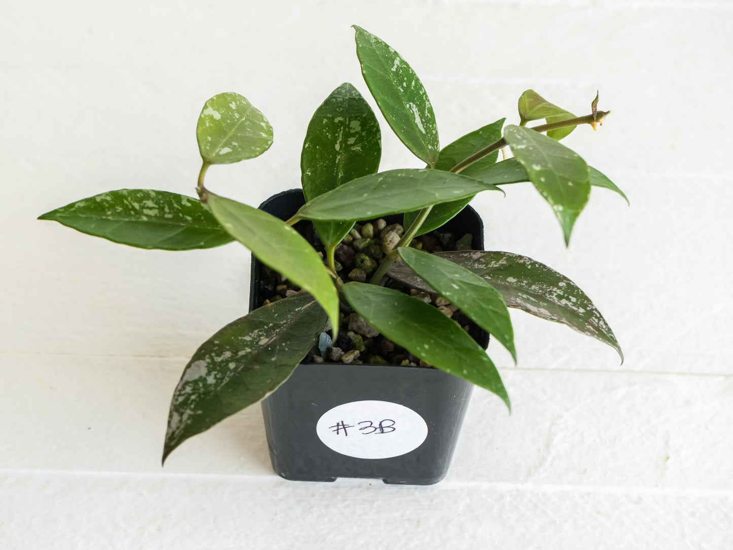 Hoya 'Rebecca' (Splash) | 2-Inch