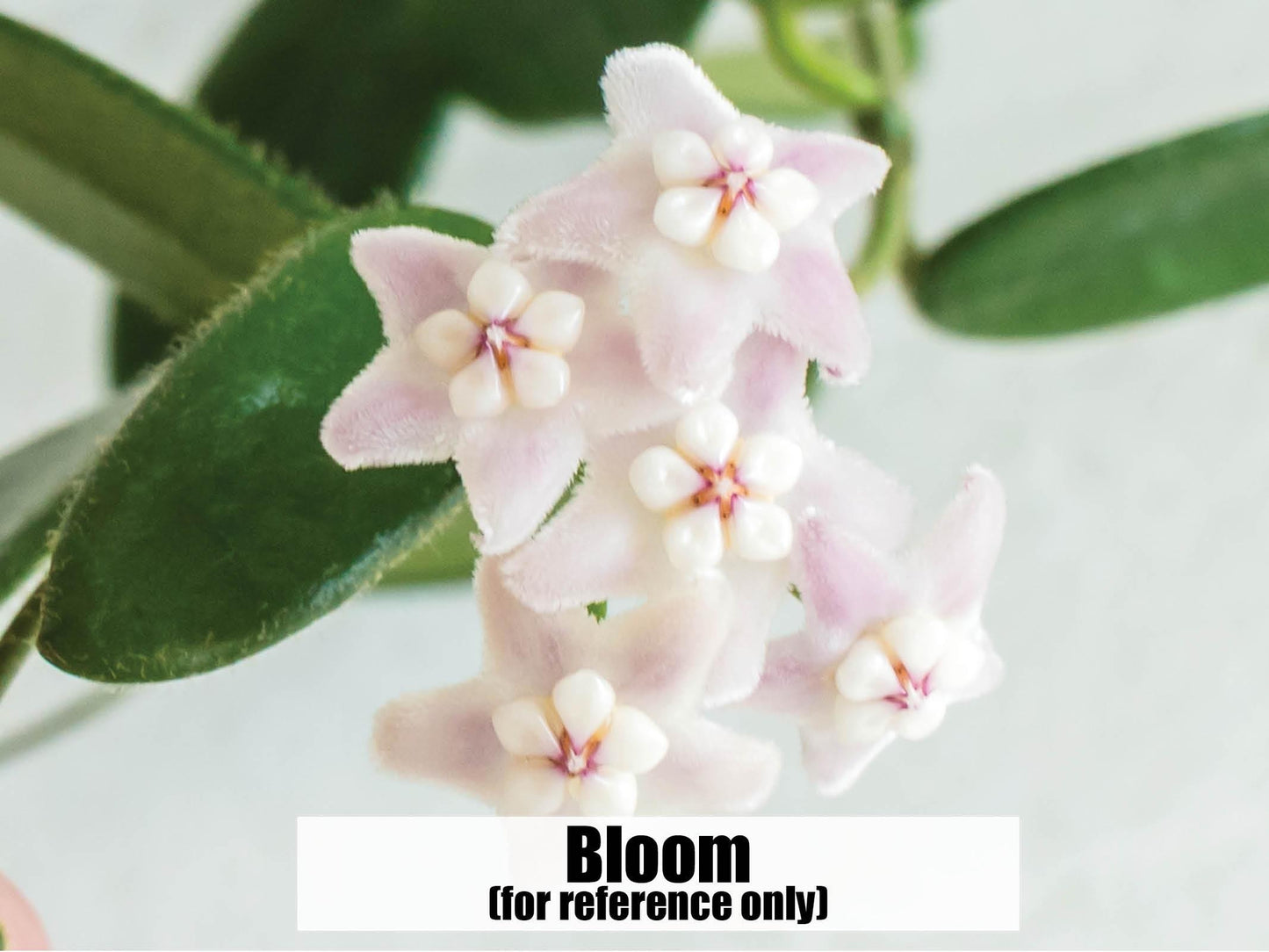Hoya lyi | 2-Inch