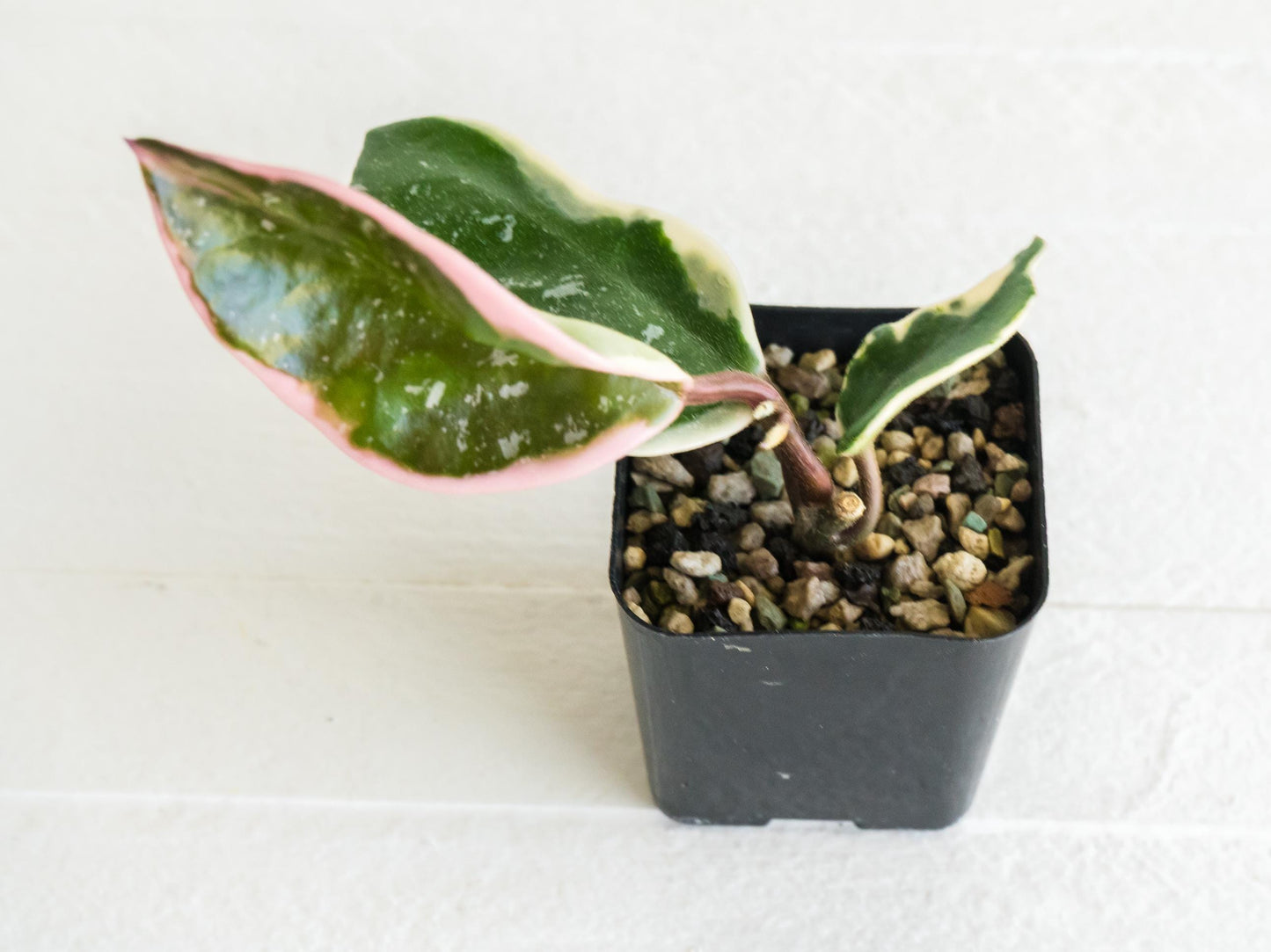 Hoya carnosa 'Tricolor' KRIMSON QUEEN (Splash) | 2-Inch